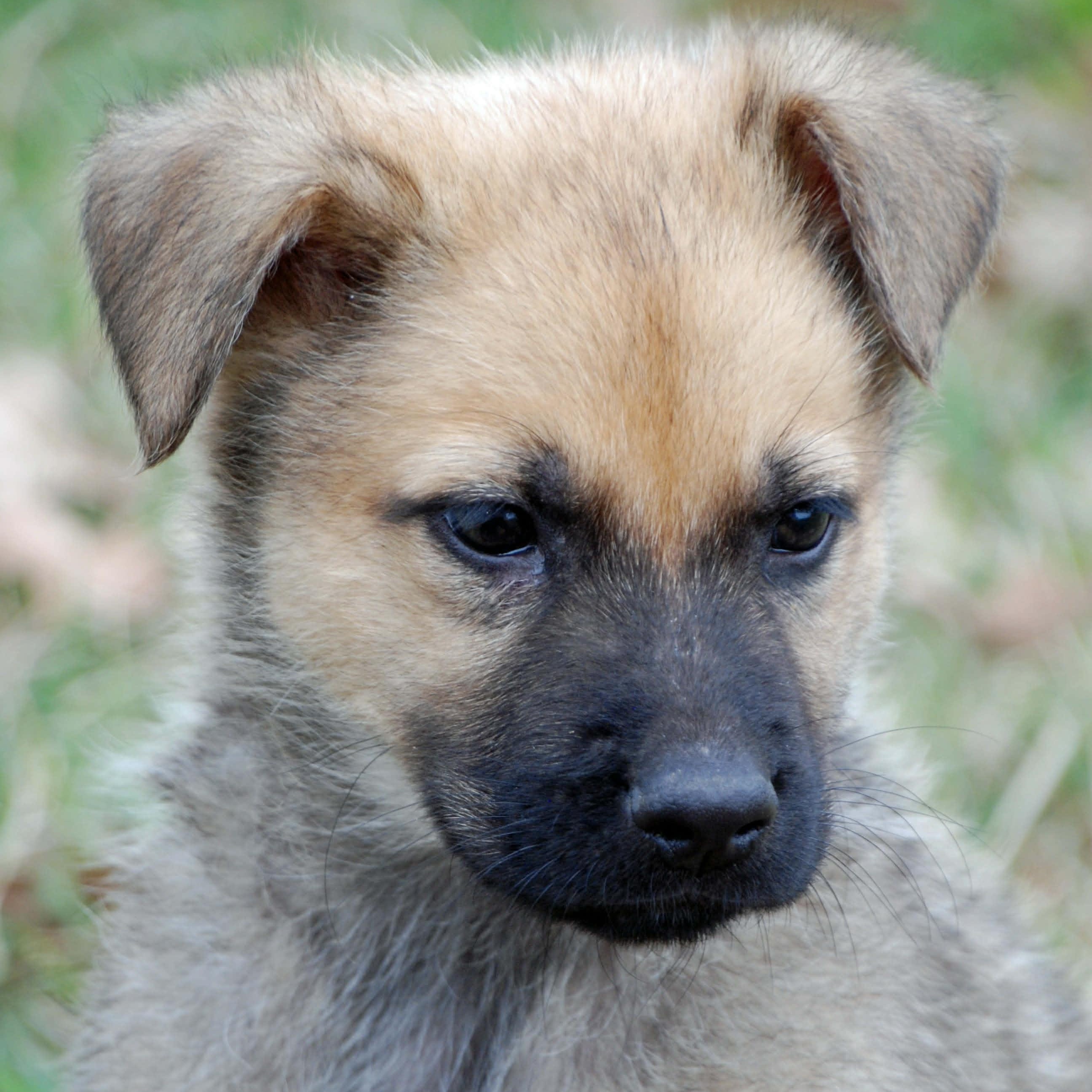 Cody, ADOPTABLE, Puppy Male German Shepherd Dog & Australian Shepherd.