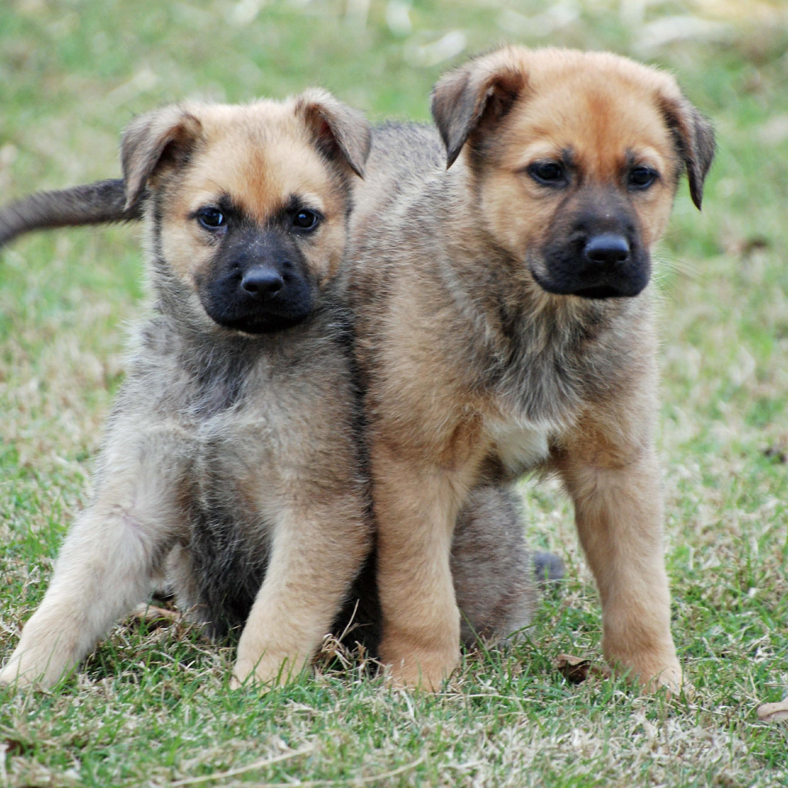 Cody, a ADOPTABLE mixed breed in Madisonville, TX image 2/4