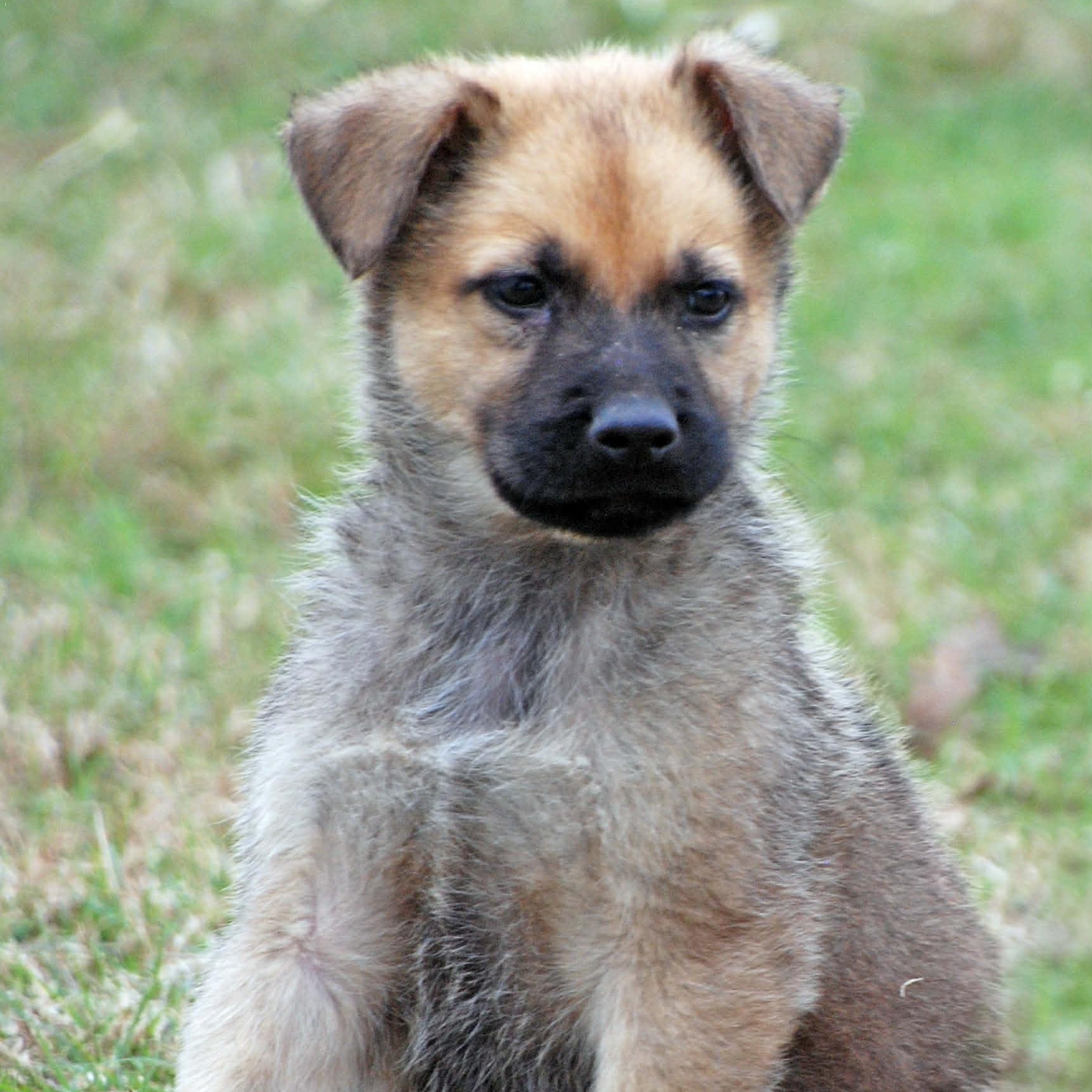 Cody, a ADOPTABLE mixed breed in Madisonville, TX image 3/4