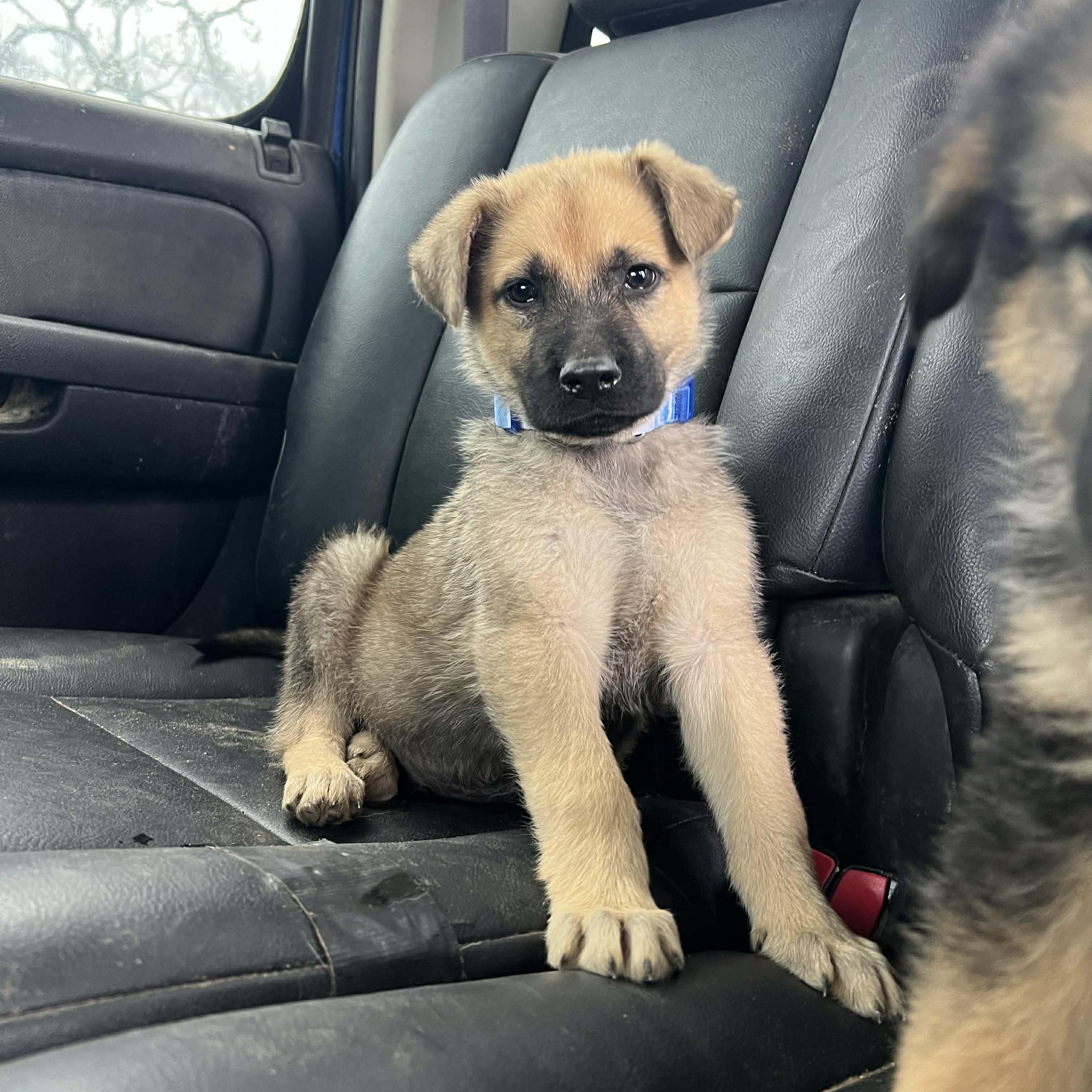 Cody, a ADOPTABLE mixed breed in Madisonville, TX image 4/4