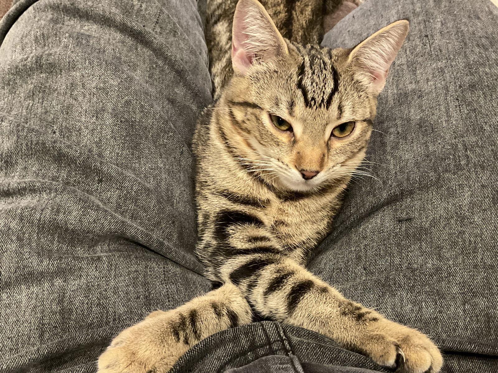 Nugget, Adoptable, Young Female Tabby & Domestic Short Hair.