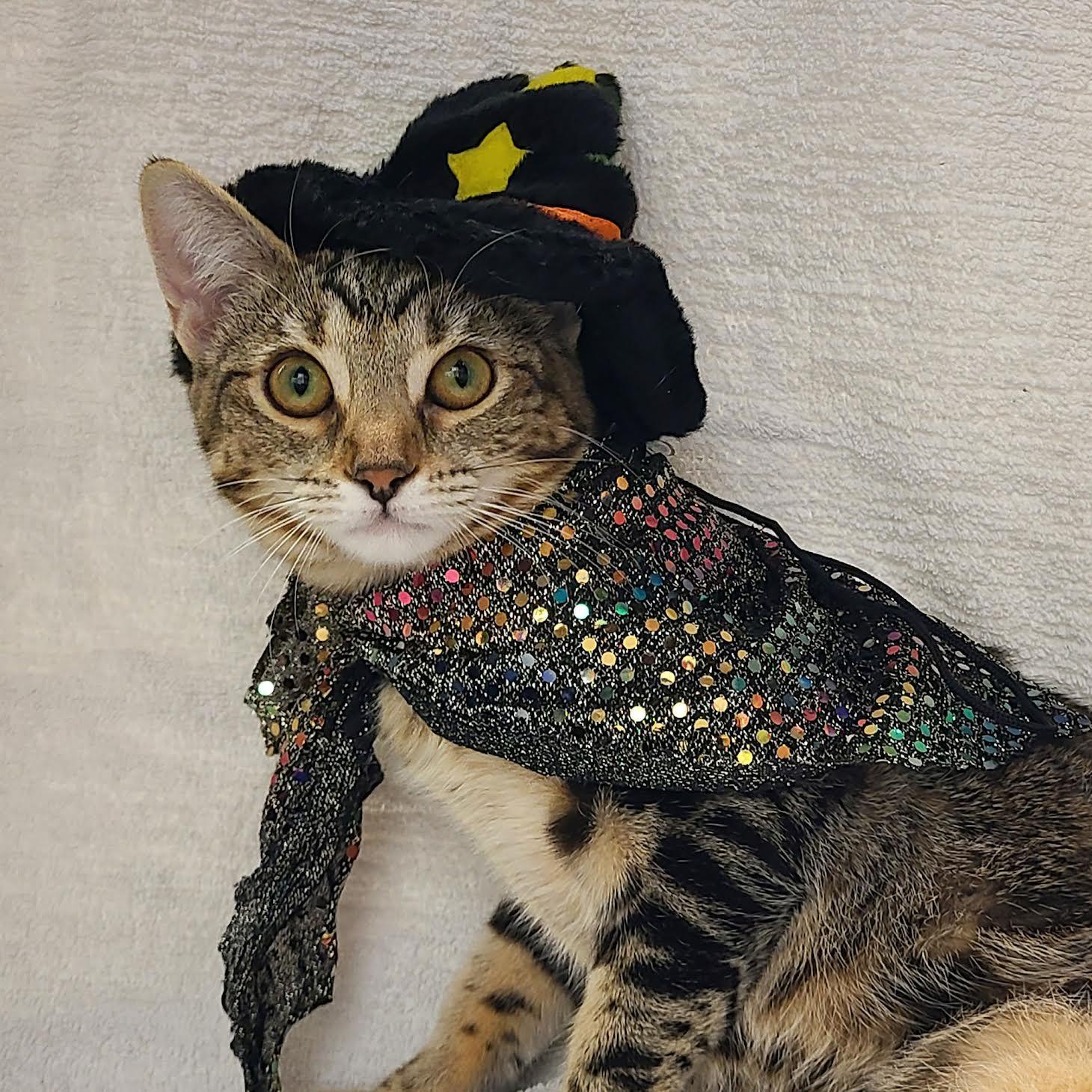 Nugget, a Adoptable mixed breed in Antioch, CA image 2/2