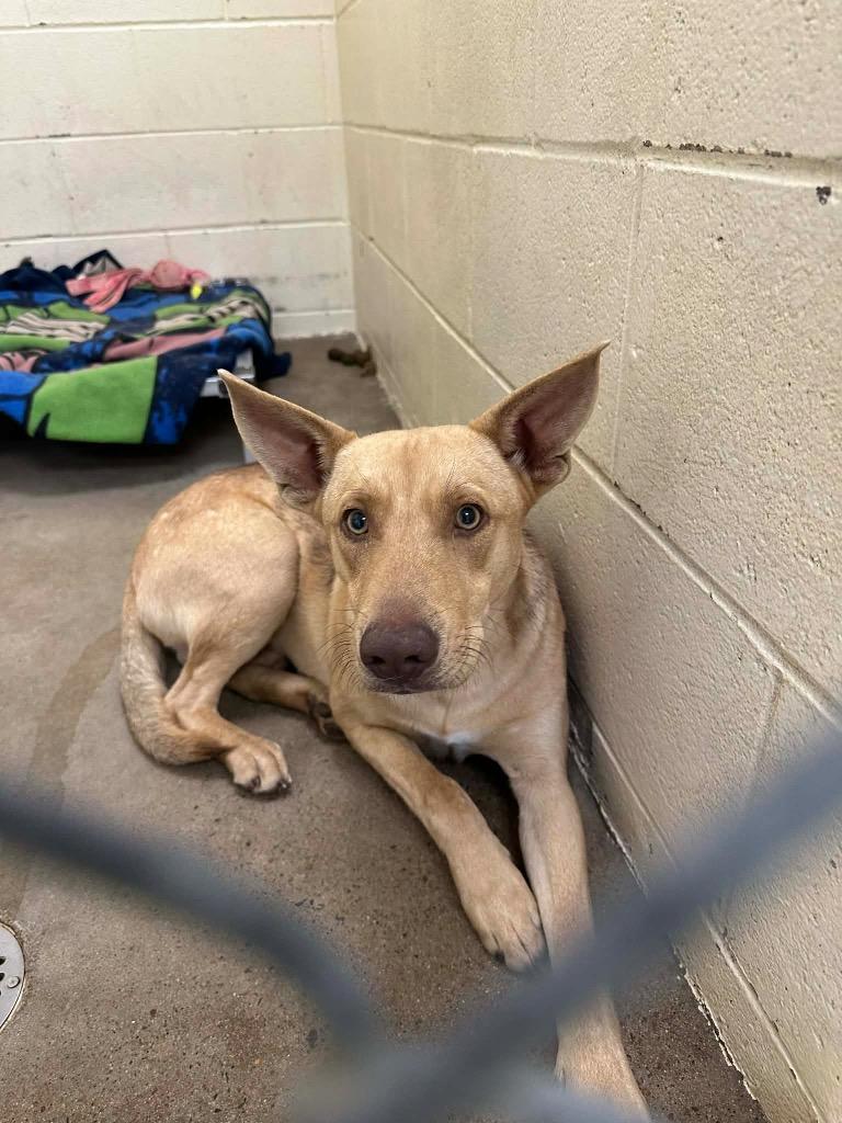 Enlarge Hugo, a Adoptable mixed breed in Dyersburg, TN image 1/3