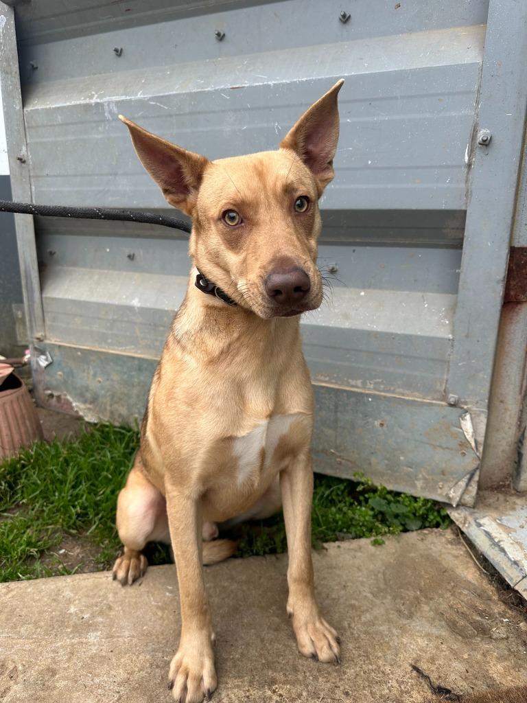Enlarge Hugo, a Adoptable mixed breed in Dyersburg, TN image 2/3