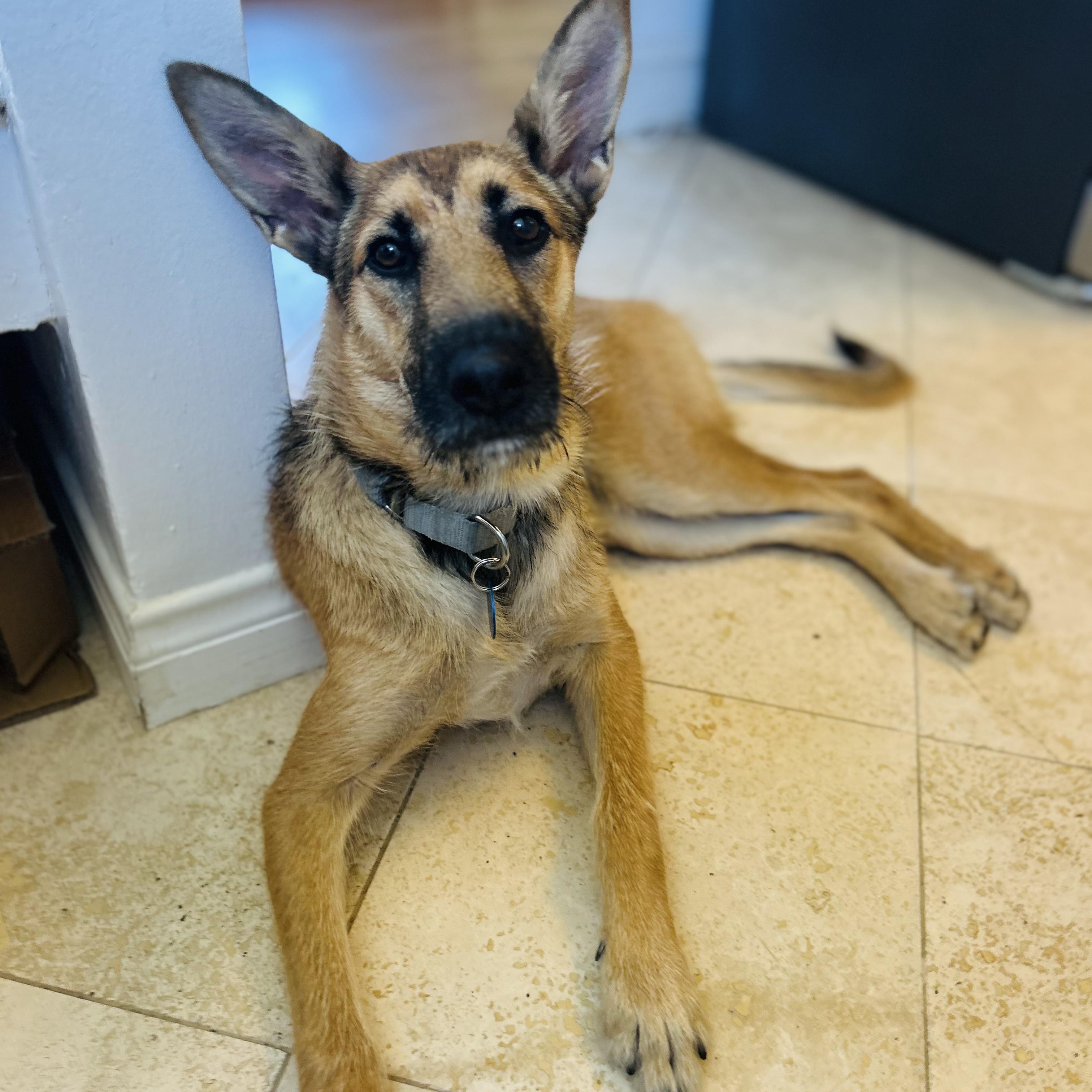 Clover German Shepherd Dog Dog