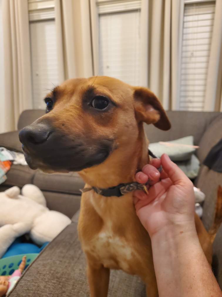 Bella, Young Female Rat Terrier