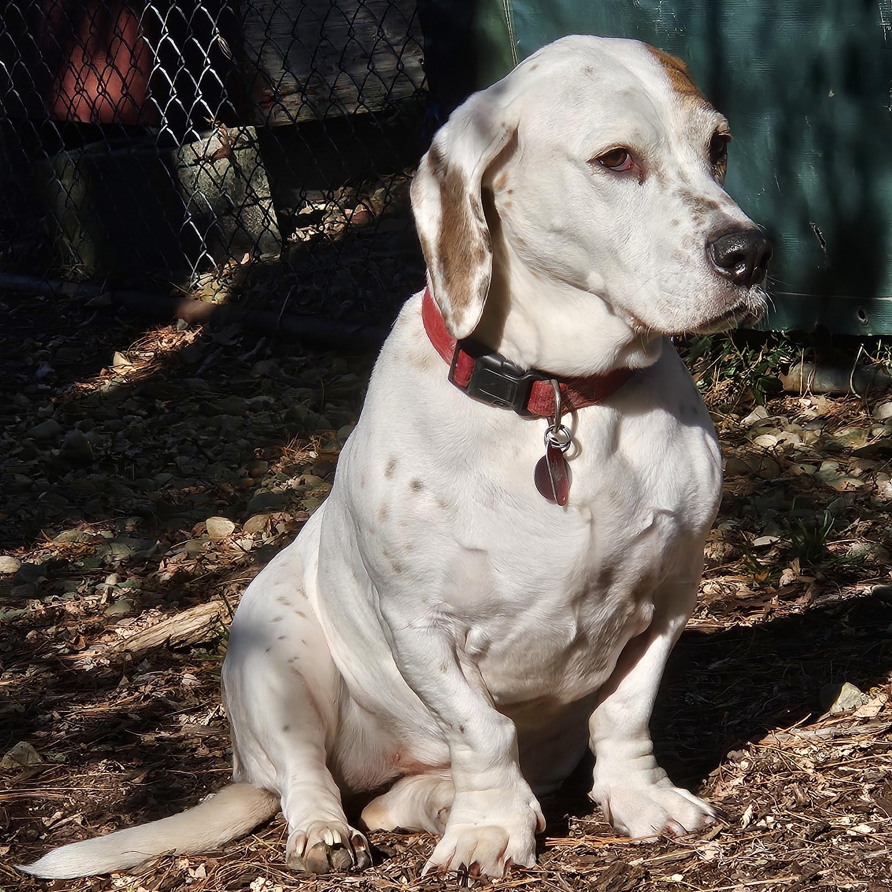 Betty Lou, ADOPTABLE, Adult Female Basset Hound & Beagle.