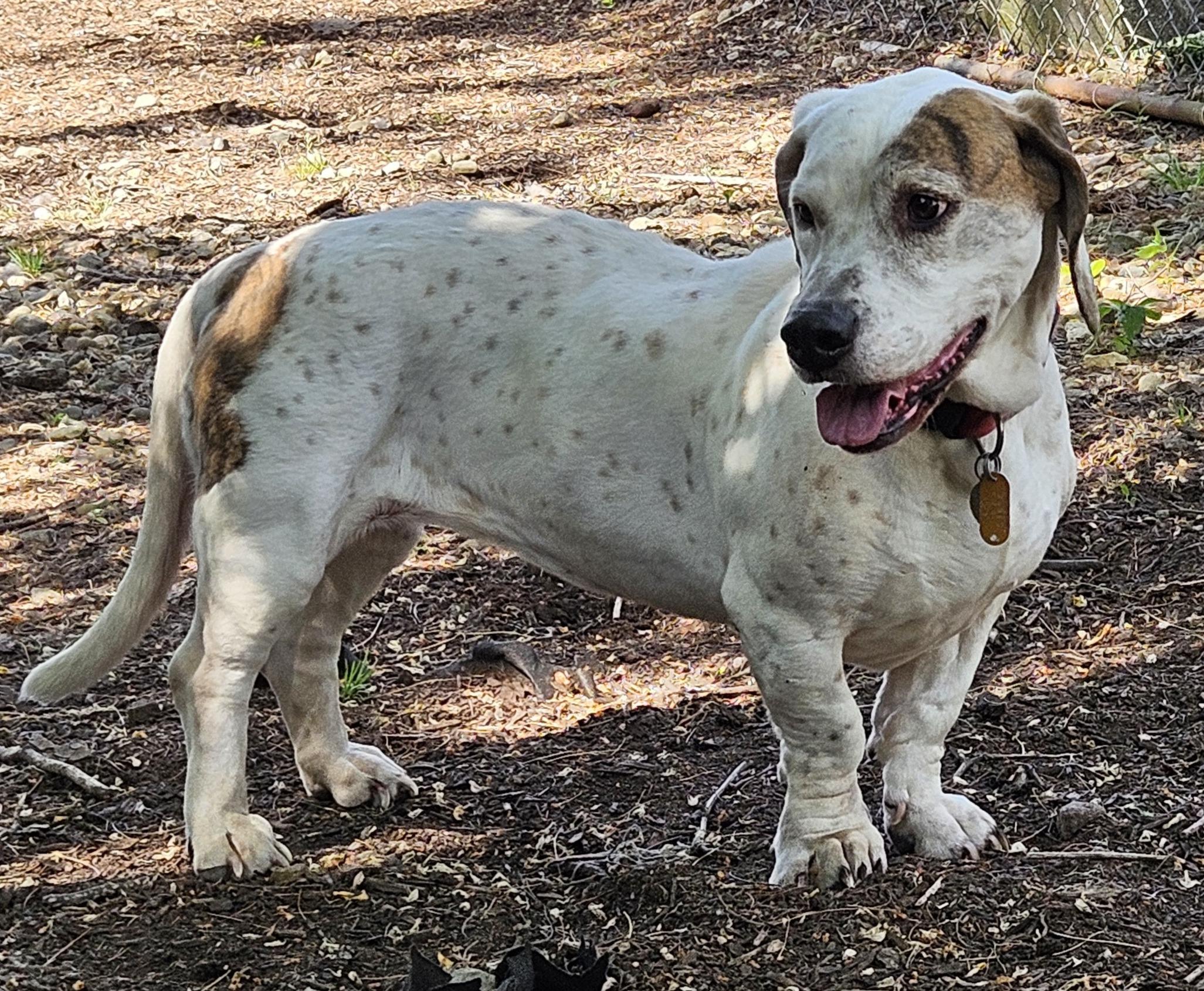 Betty Lou, a ADOPTABLE mixed breed in Sharpsville, PA image 2/2