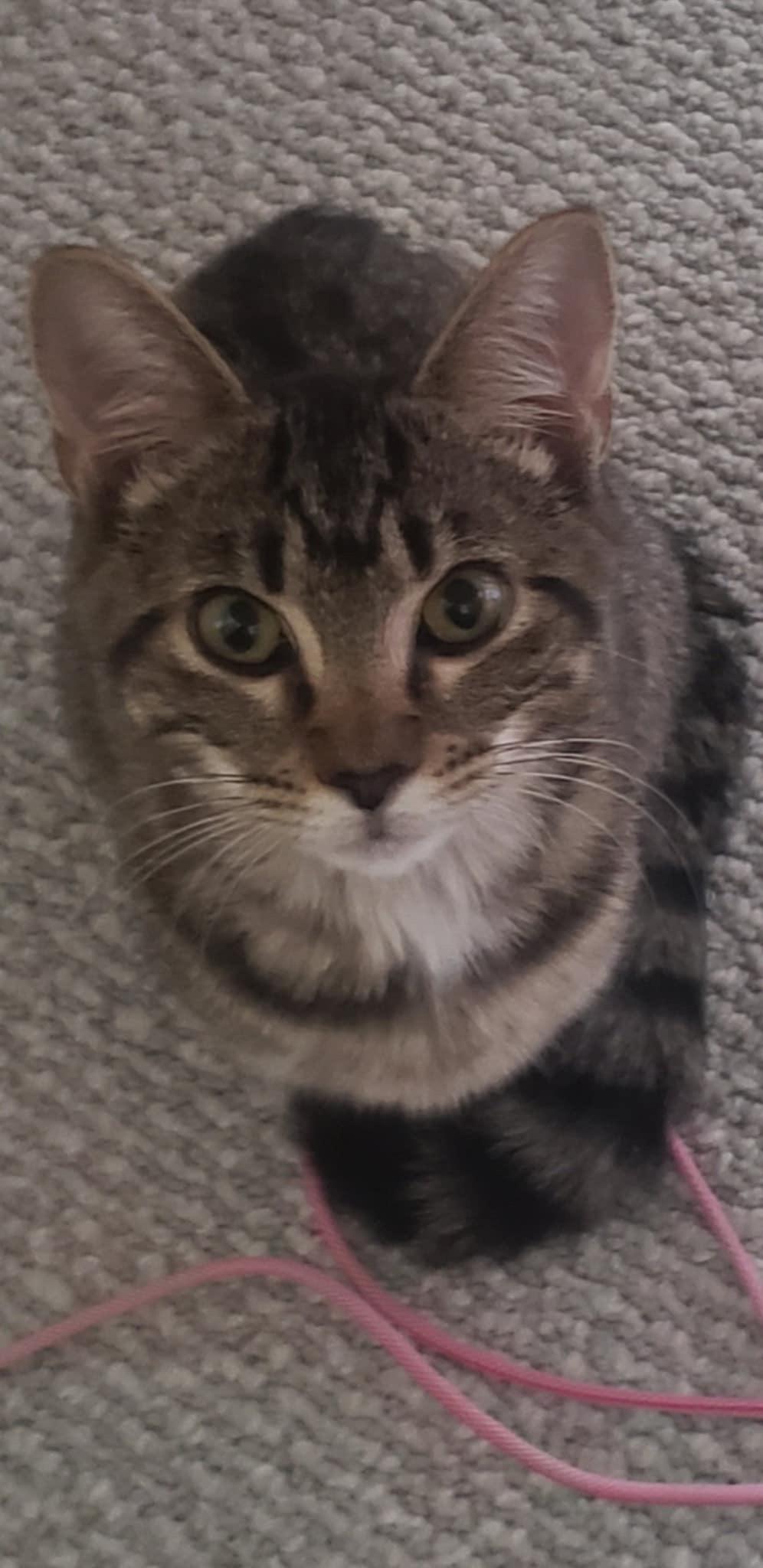 Arwen, Young Female unknown