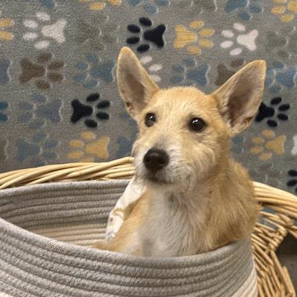 Enlarge Denis, a Adoptable Fox Terrier in Houston, TX image 1/1