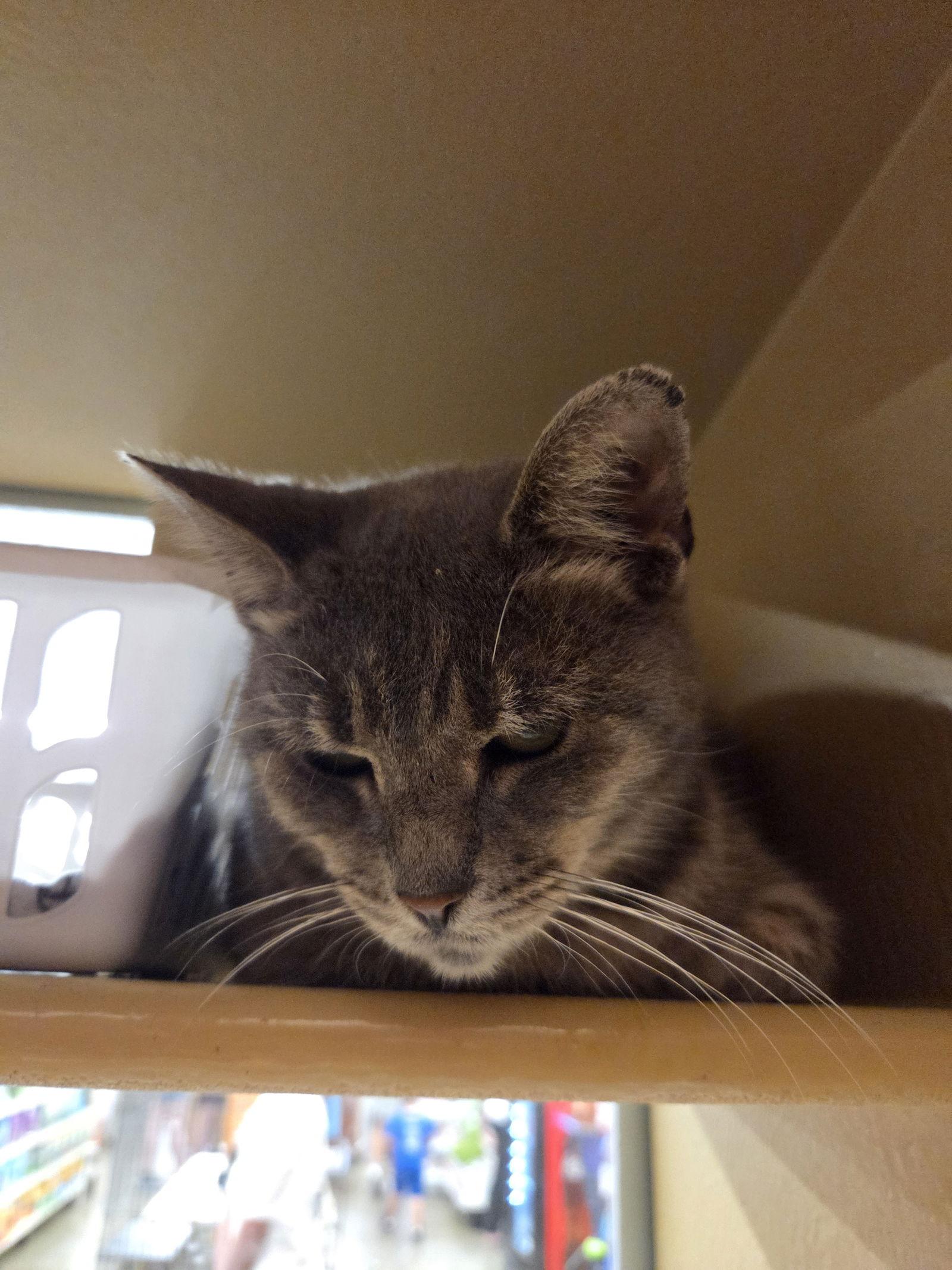 Sarah, Adoptable, Young Female Domestic Short Hair.