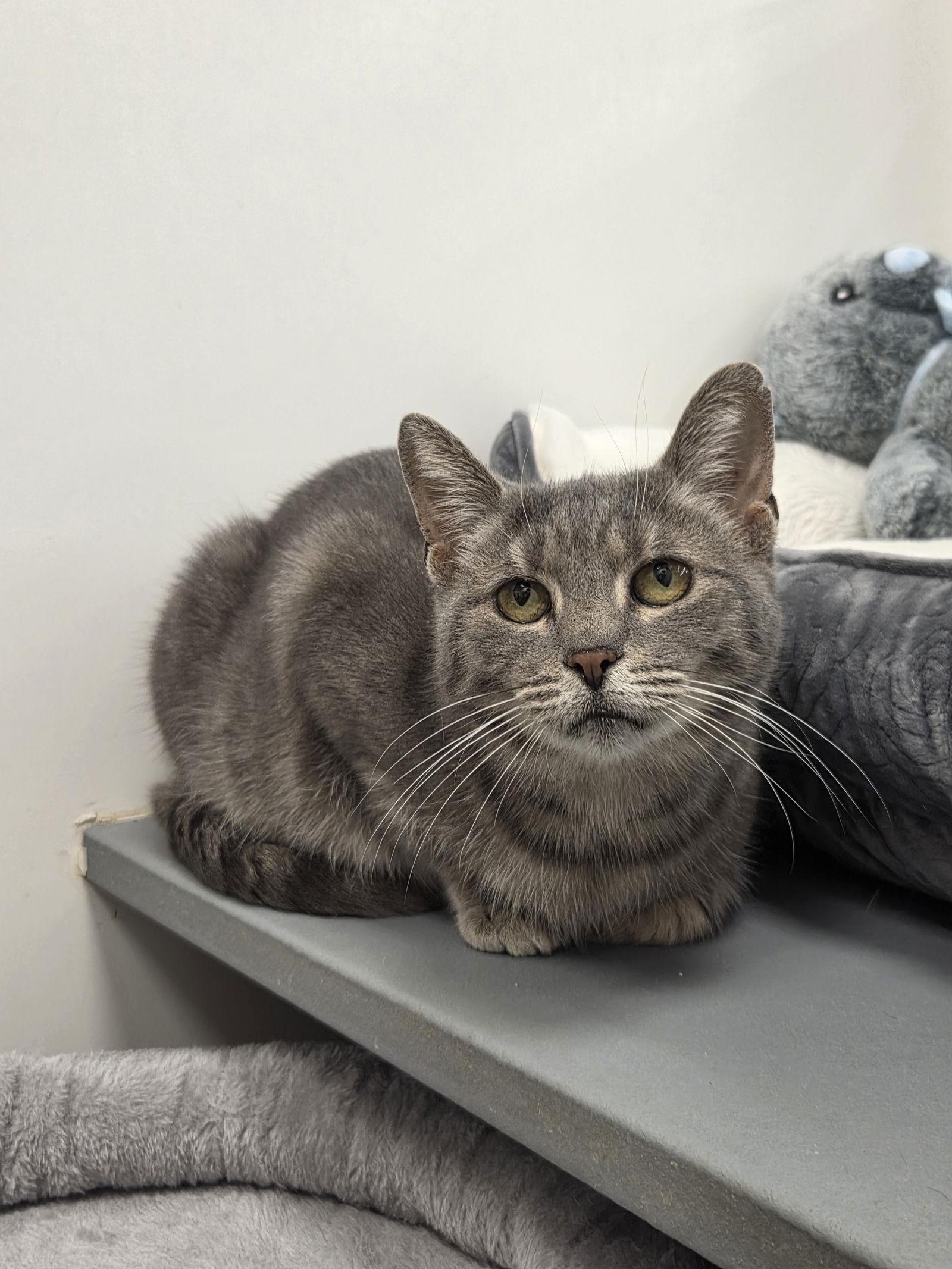 Enlarge Sarah, a Adoptable Domestic Short Hair in Canal Winchester, OH image 2/3