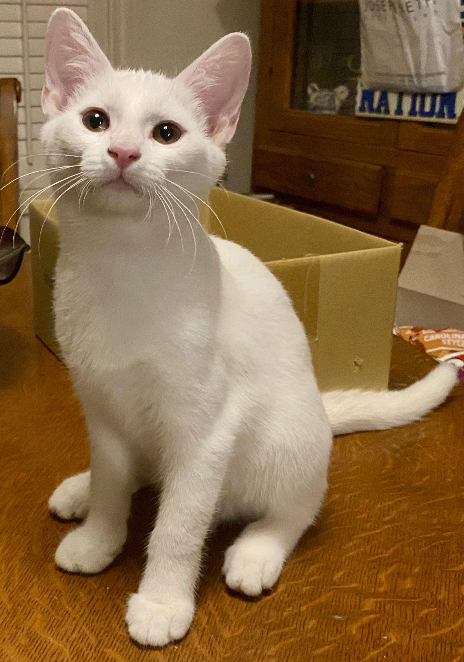 Fisher, a Adoptable Domestic Short Hair in Versailles, KY image 2/2