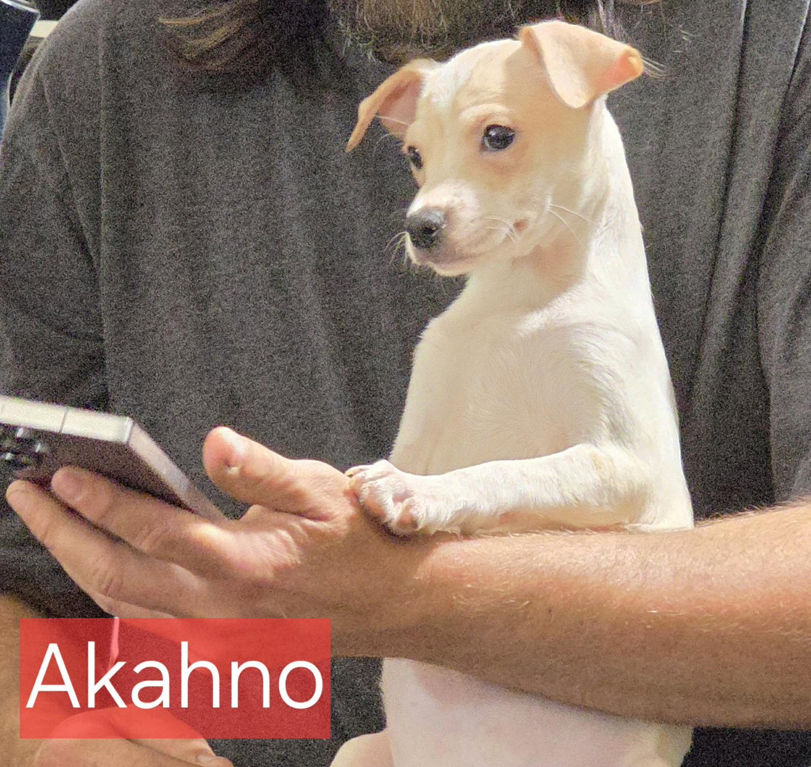 Enlarge Akahno, a Adoptable Chihuahua in Minneapolis, MN image 1/1