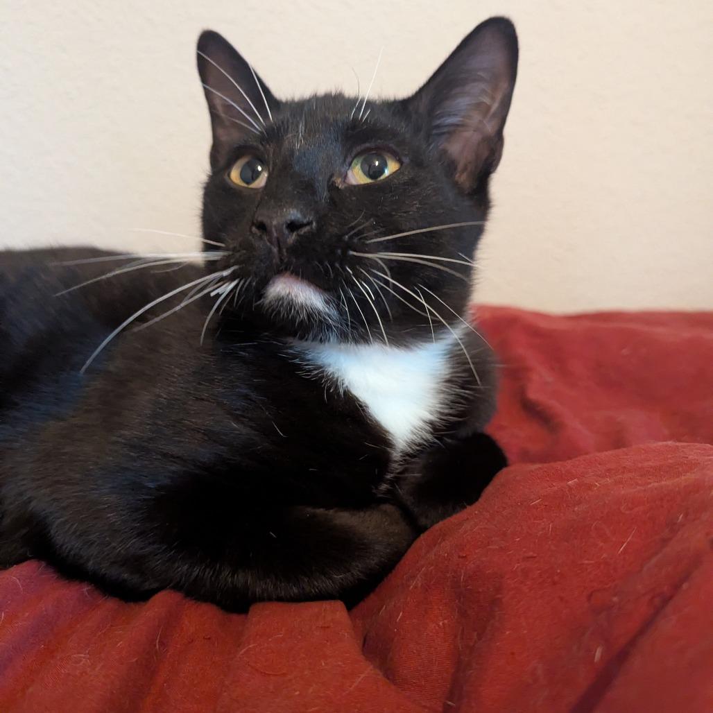 Lemon Head, Adoptable, Young Male Domestic Short Hair.