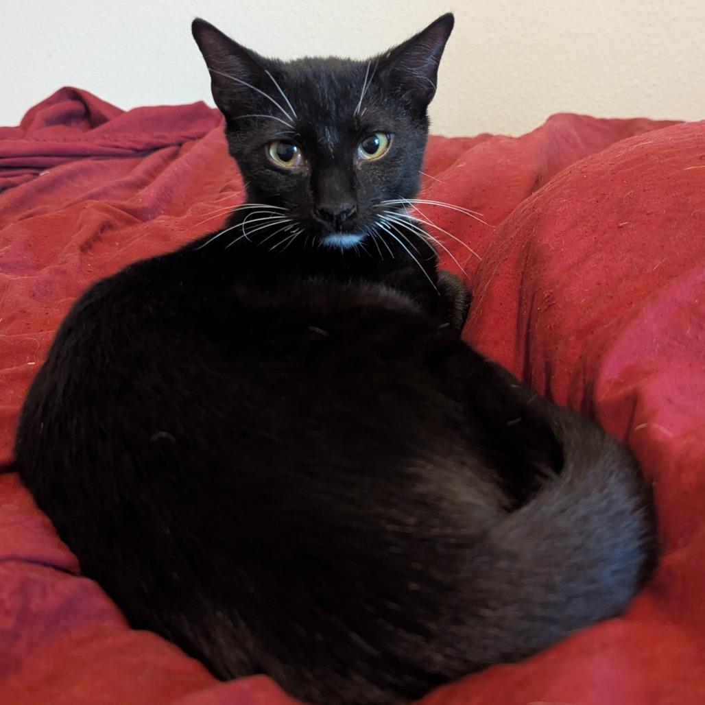 Enlarge Lemon Head, a Adoptable Domestic Short Hair in Boerne, TX image 3/4