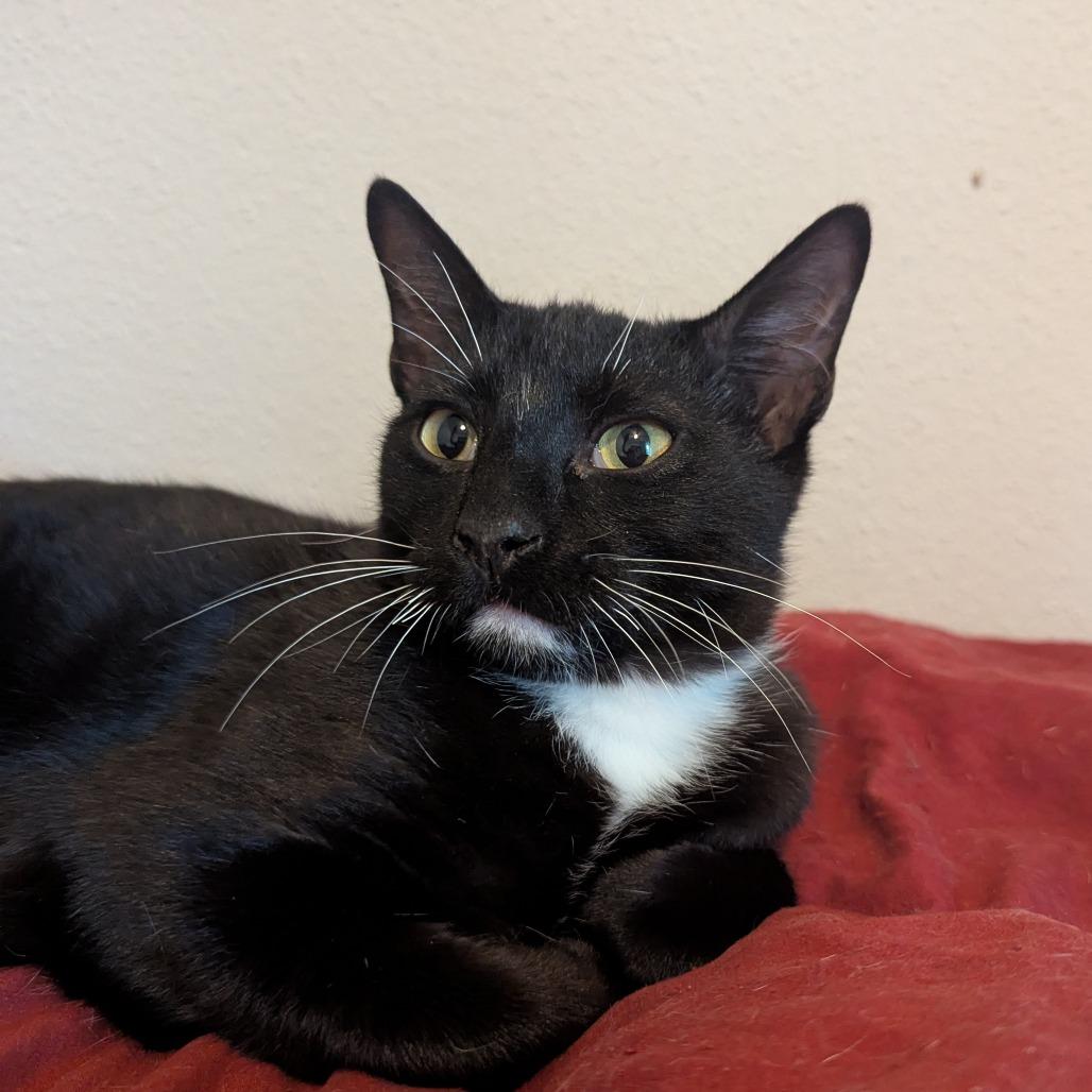 Enlarge Lemon Head, a Adoptable Domestic Short Hair in Boerne, TX image 4/4