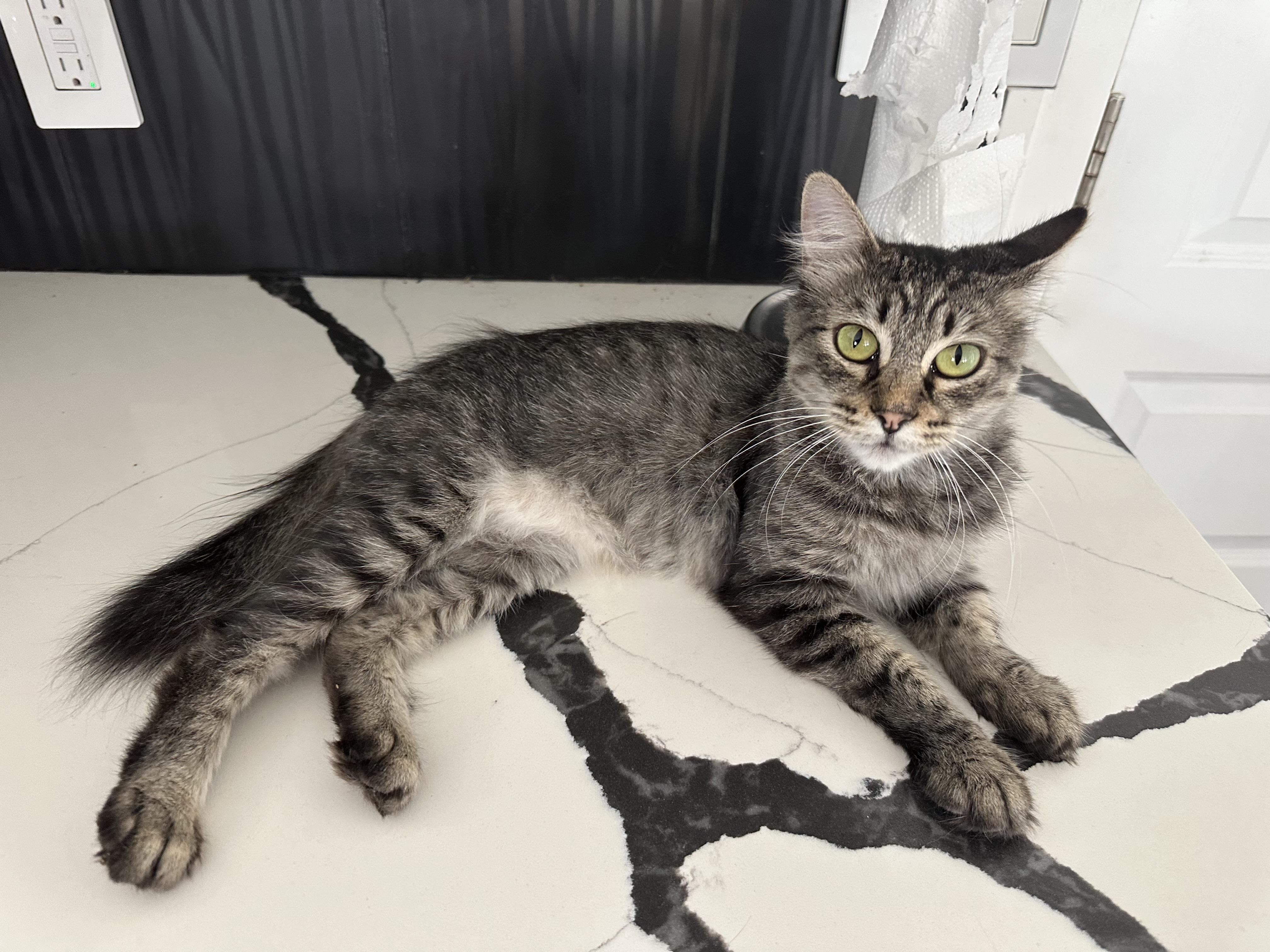 Pixie, Adopted, Adult Female Domestic Medium Hair.