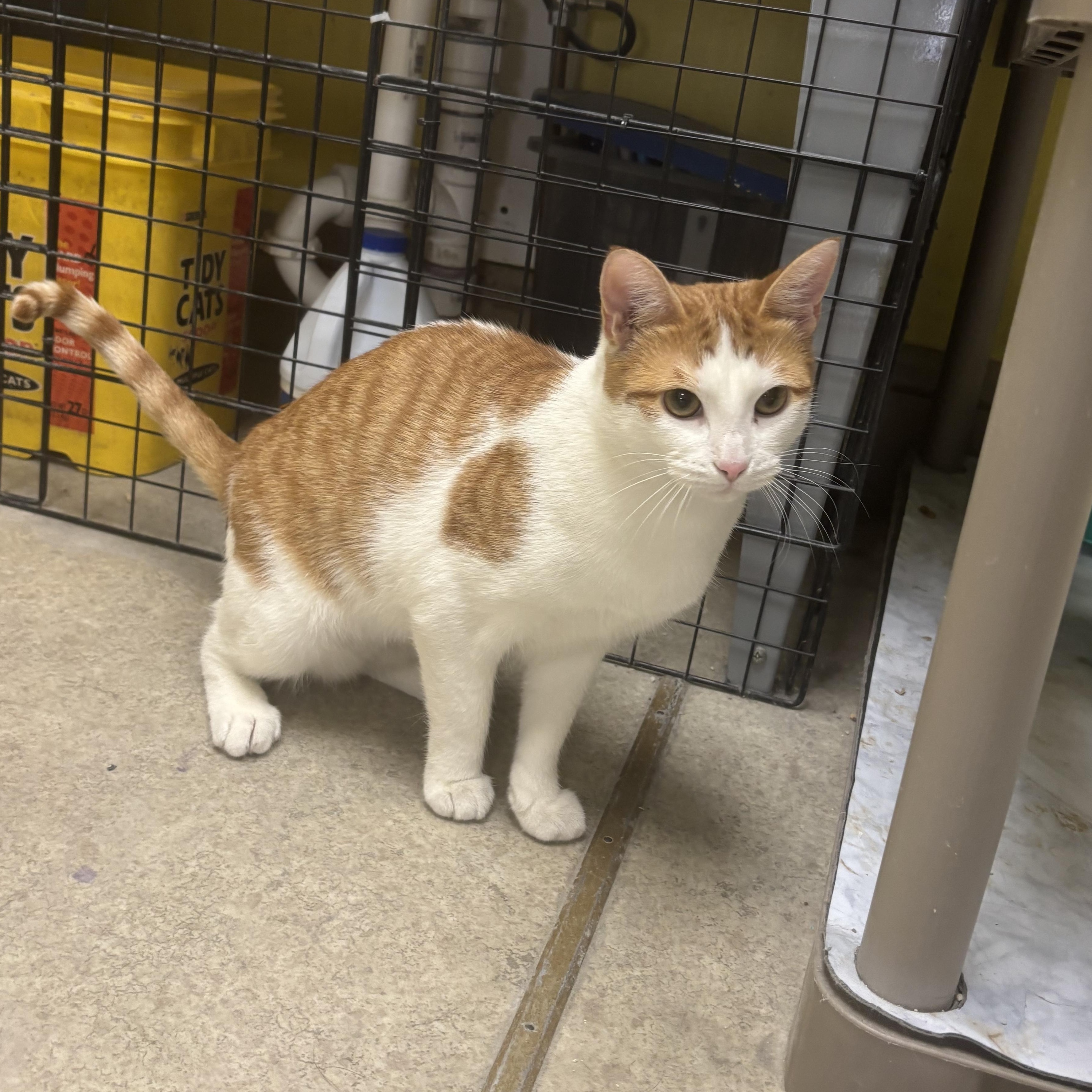 Sarah, a ADOPTABLE Domestic Short Hair in Lyndhurst, NJ image 2/3