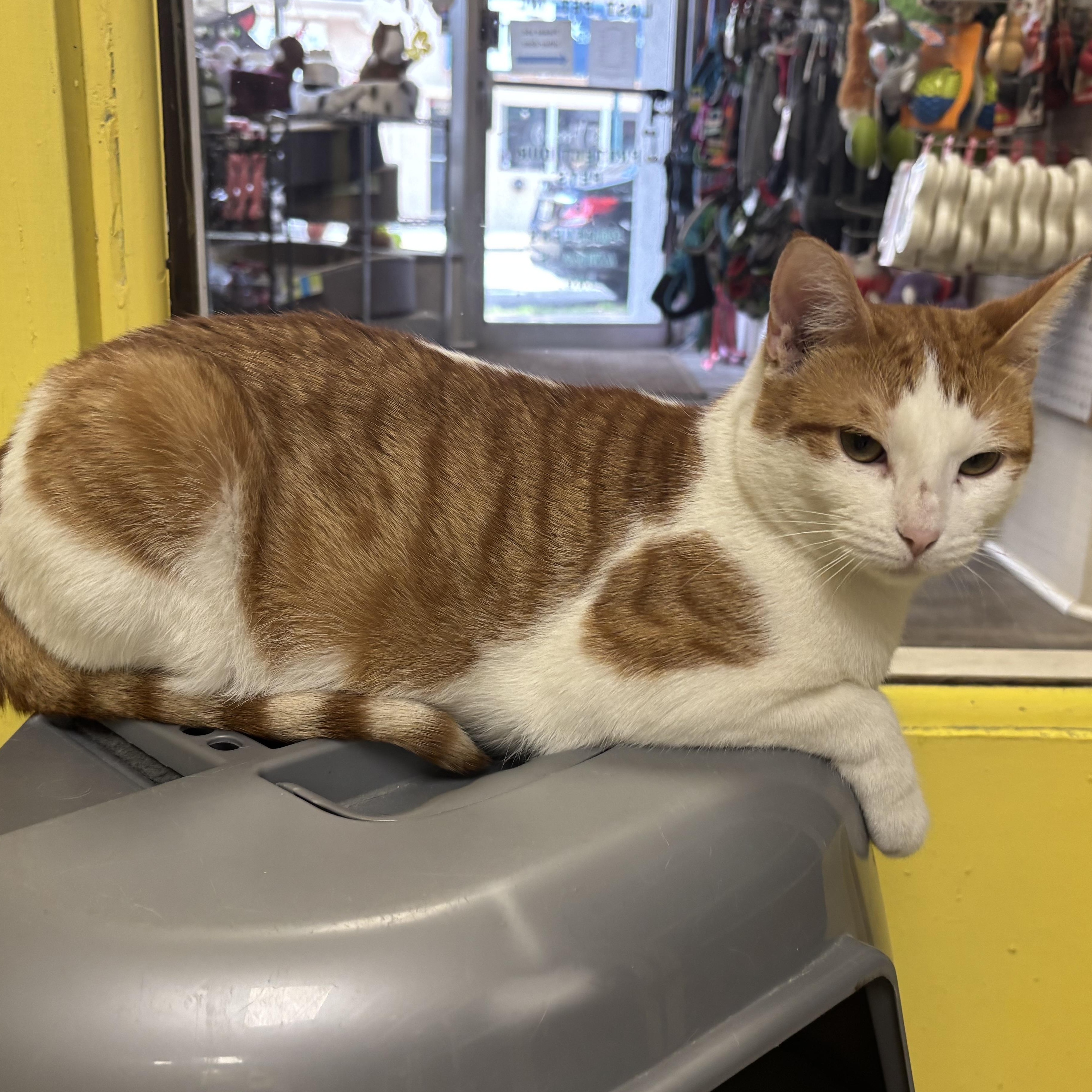 Sarah, a ADOPTABLE Domestic Short Hair in Lyndhurst, NJ image 3/3