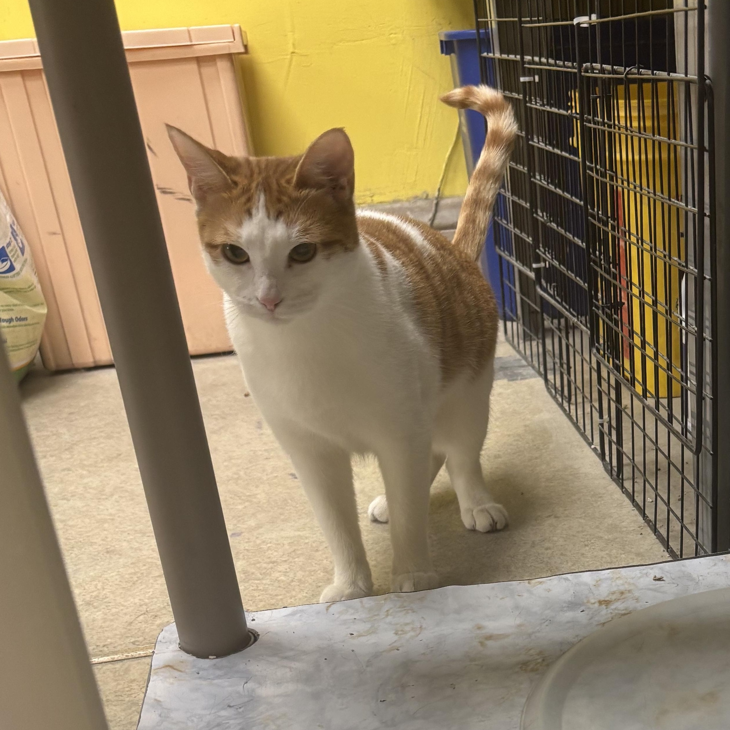 Sarah, a ADOPTABLE Domestic Short Hair in Lyndhurst, NJ image 1/3