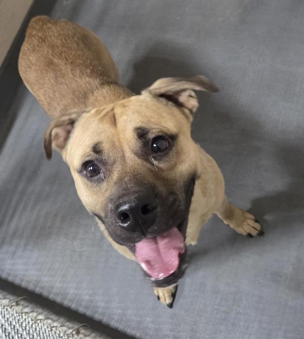 26-04-1112 Rhodes, Adoptable, Adult Male Pit Bull Terrier.