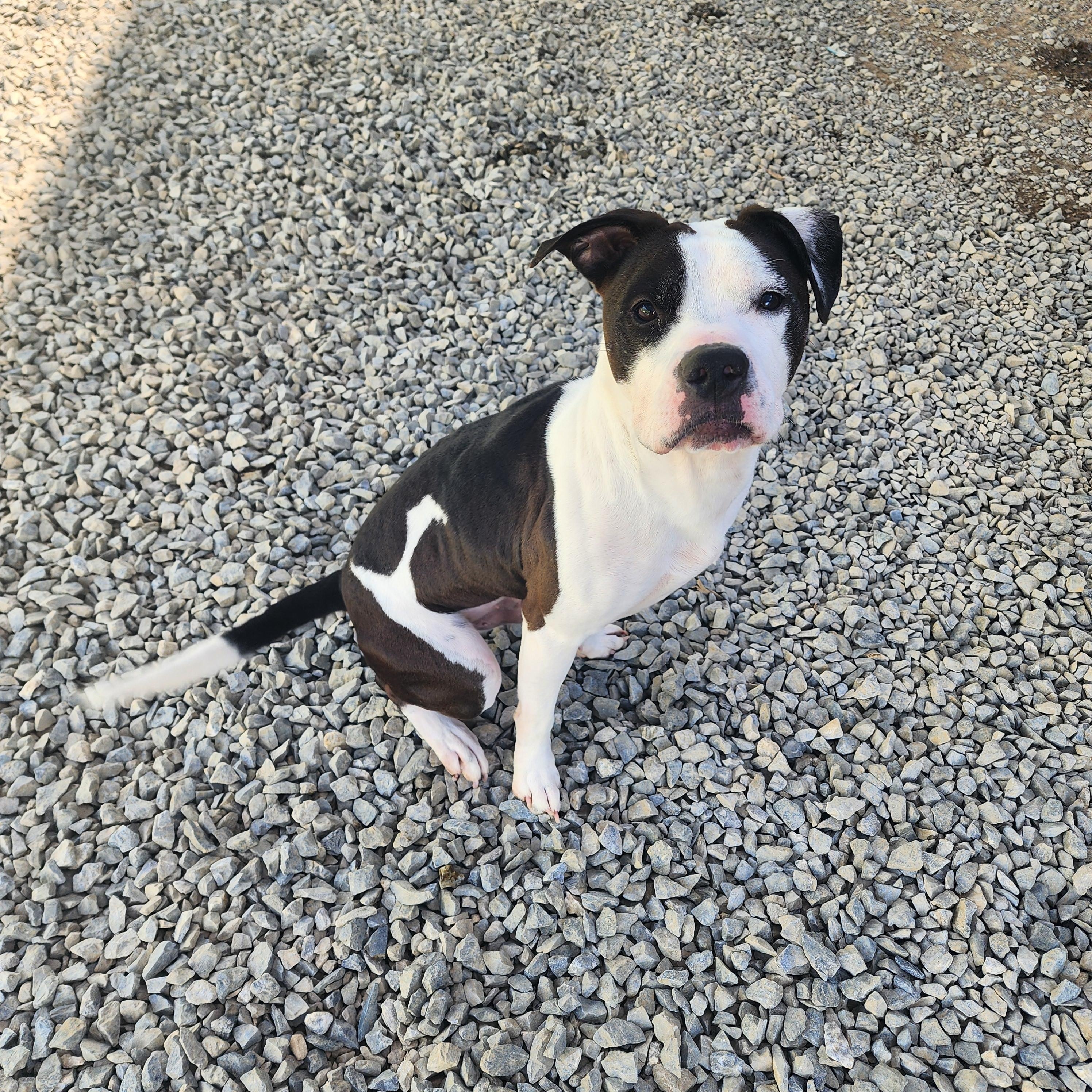 Enlarge Shadow, a Adoptable mixed breed in Chuckey, TN image 2/6