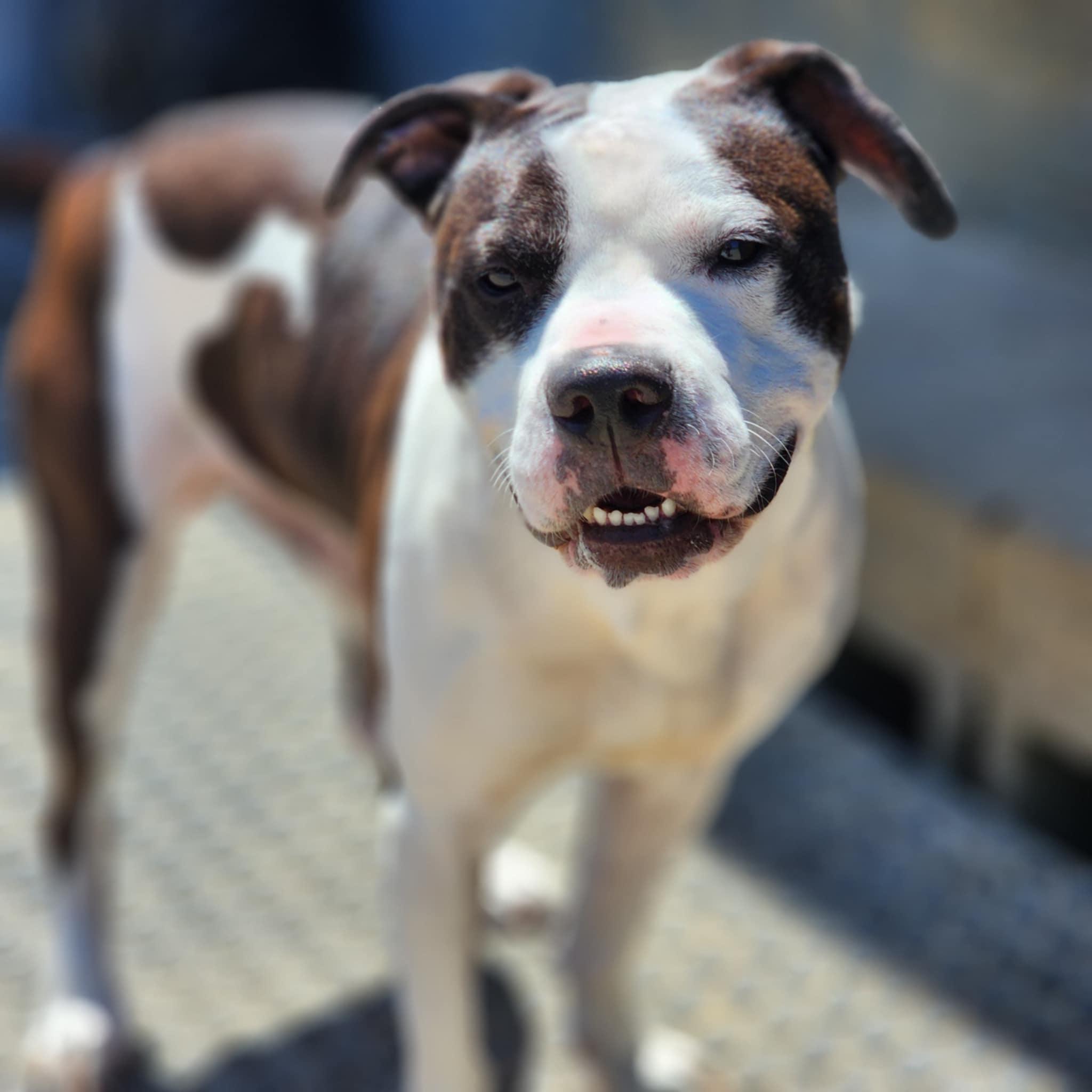 Enlarge Shadow, a Adoptable mixed breed in Chuckey, TN image 5/6