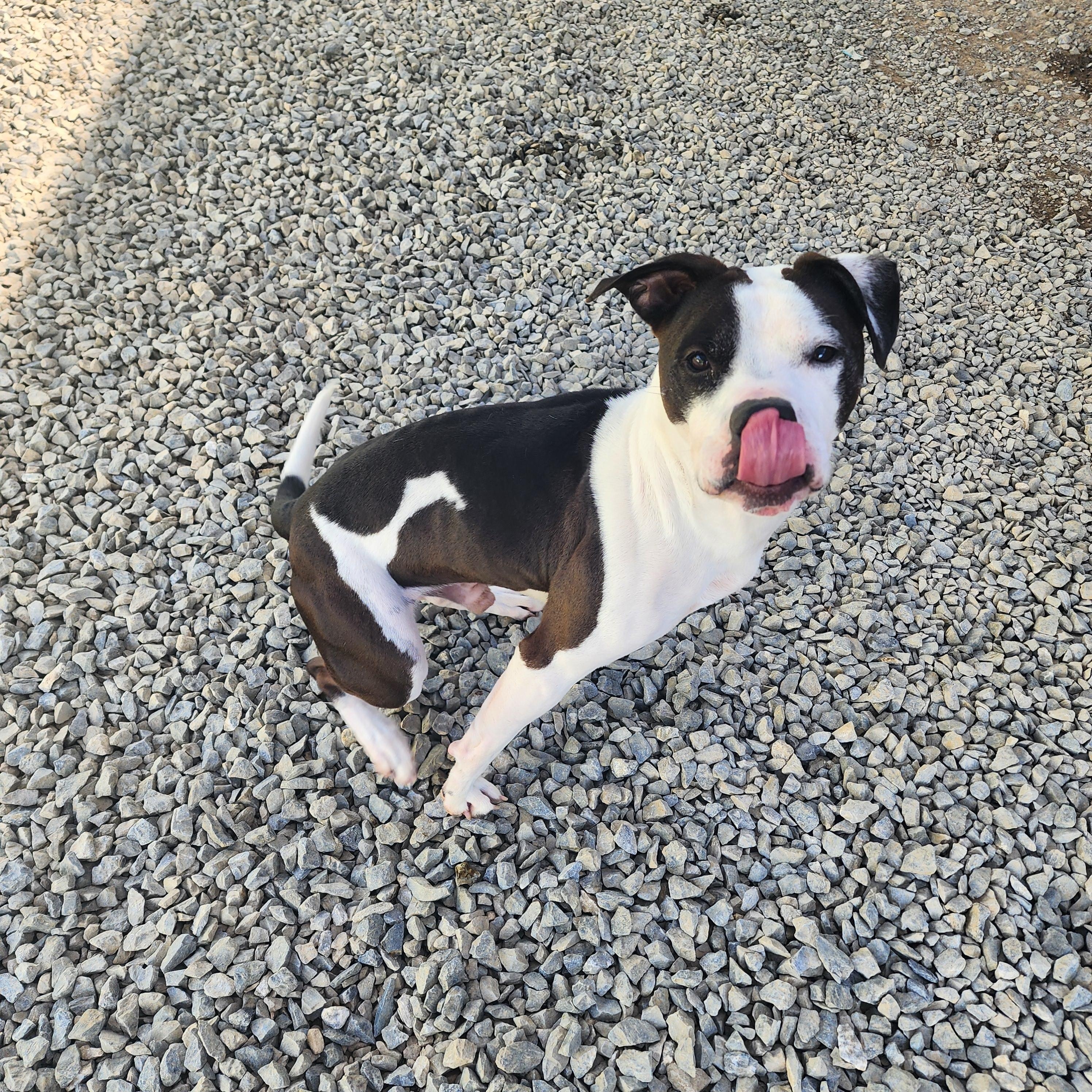 Enlarge Shadow, a Adoptable mixed breed in Chuckey, TN image 3/6