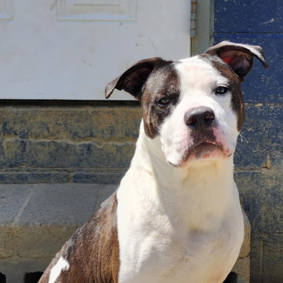 Enlarge Shadow, a Adoptable mixed breed in Chuckey, TN image 6/6