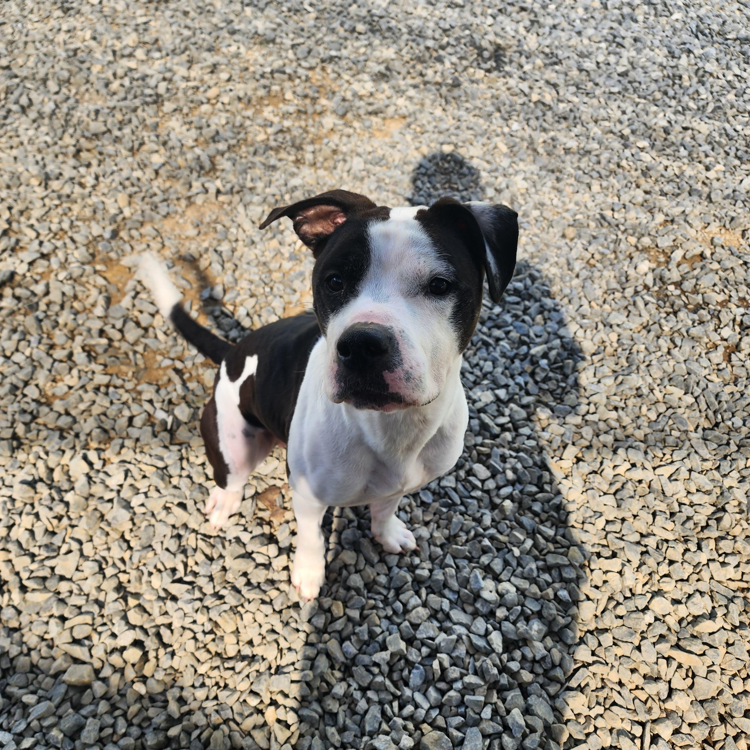 Enlarge Shadow, a Adoptable mixed breed in Chuckey, TN image 4/6