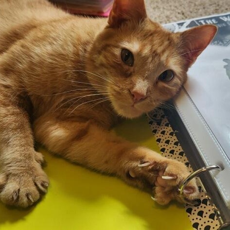 JEREMY, adopted, Young Male Domestic Short Hair.