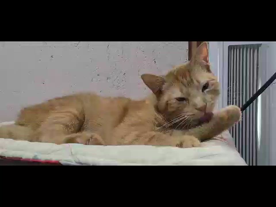 Enlarge JEREMY, an adopted Domestic Short Hair in Barron, WI video 2/3