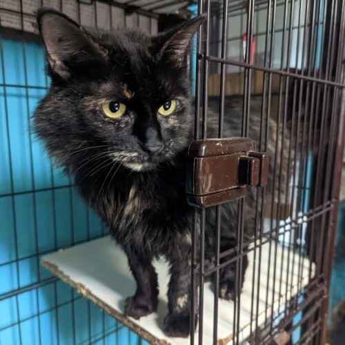 Ziva — thumbnail 2