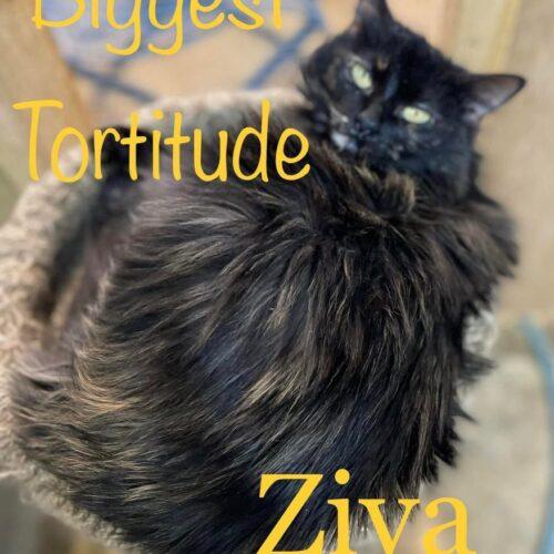 Ziva, a Adoptable Domestic Long Hair in Tipp City, OH image 2/5