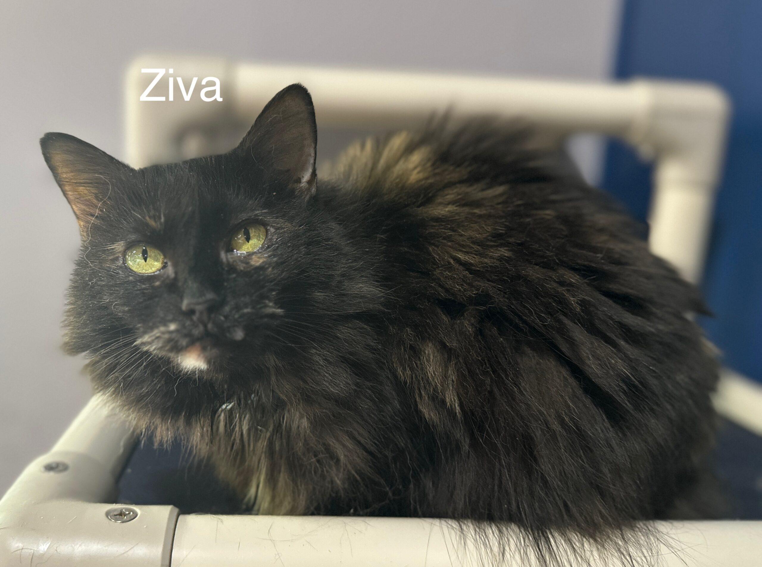 Ziva, a Adoptable Domestic Long Hair in Tipp City, OH image 1/6