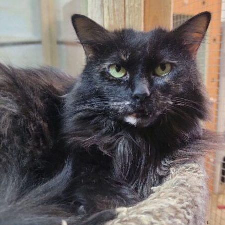 Ziva, a Adoptable Domestic Long Hair in Tipp City, OH image 1/5