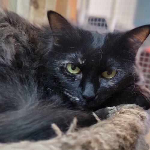 Ziva, a Adoptable Domestic Long Hair in Tipp City, OH image 3/5