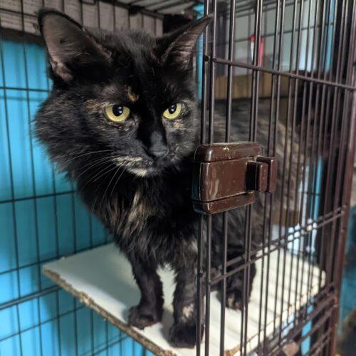Ziva, a Adoptable Domestic Long Hair in Tipp City, OH image 4/5
