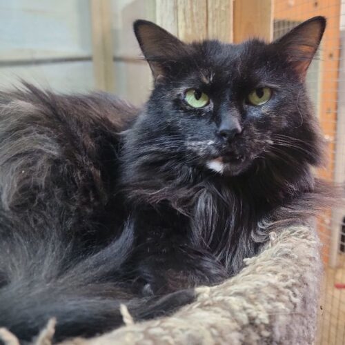 Ziva — thumbnail 9