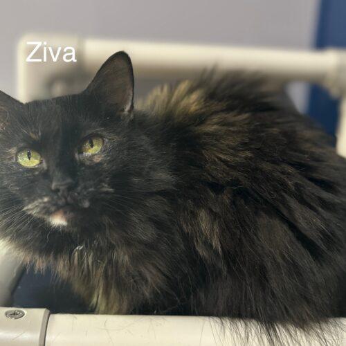 Ziva, a Adoptable Domestic Long Hair in Tipp City, OH image 5/5