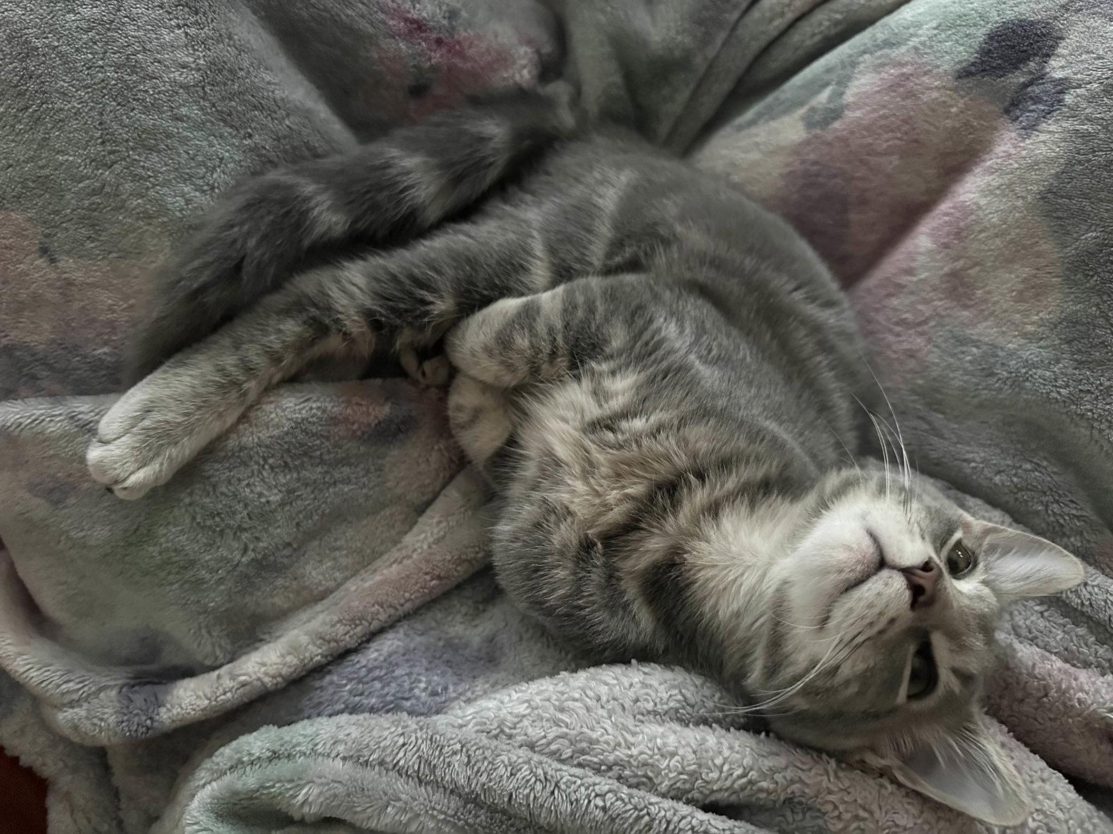 Beignet, Adopted, Kitten Male Domestic Short Hair.