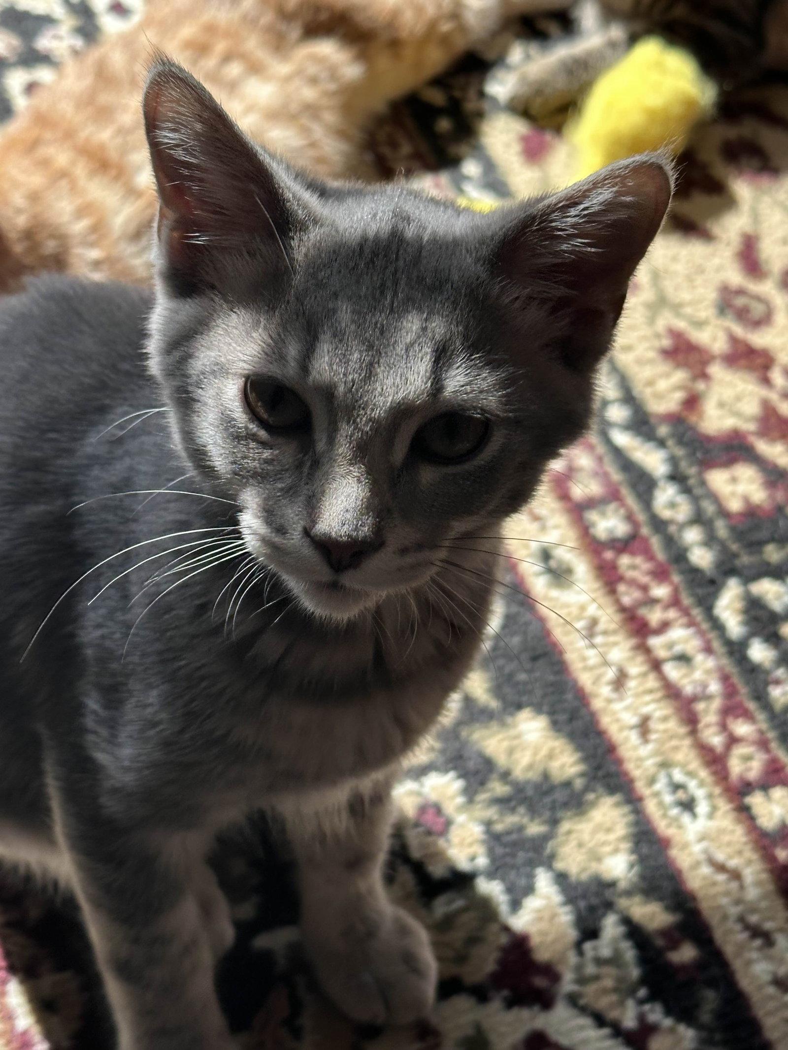 Beignet, a Adopted Domestic Short Hair in Cincinnati, OH image 2/2
