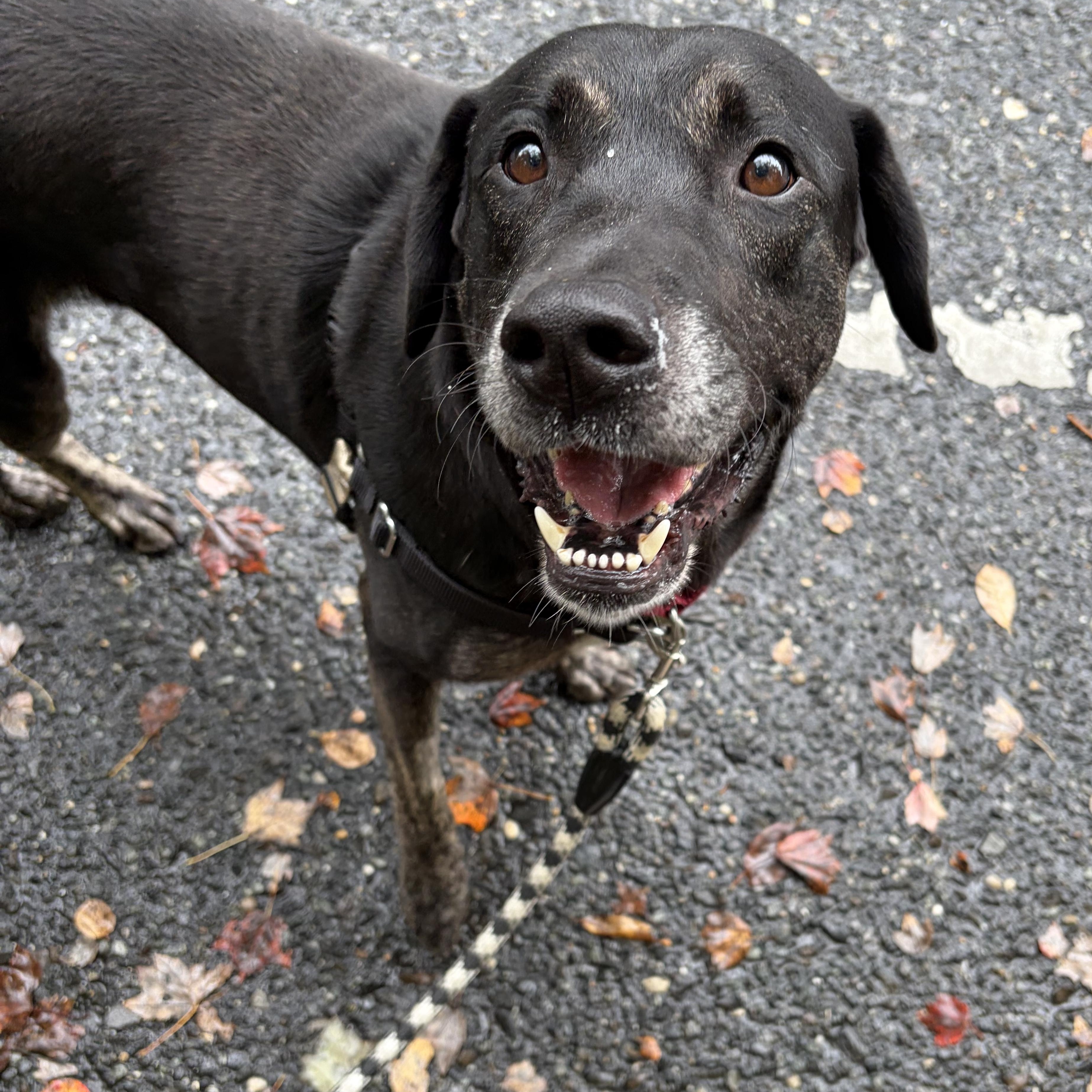 Duke, Adoptable, Adult Male Black Labrador Retriever.