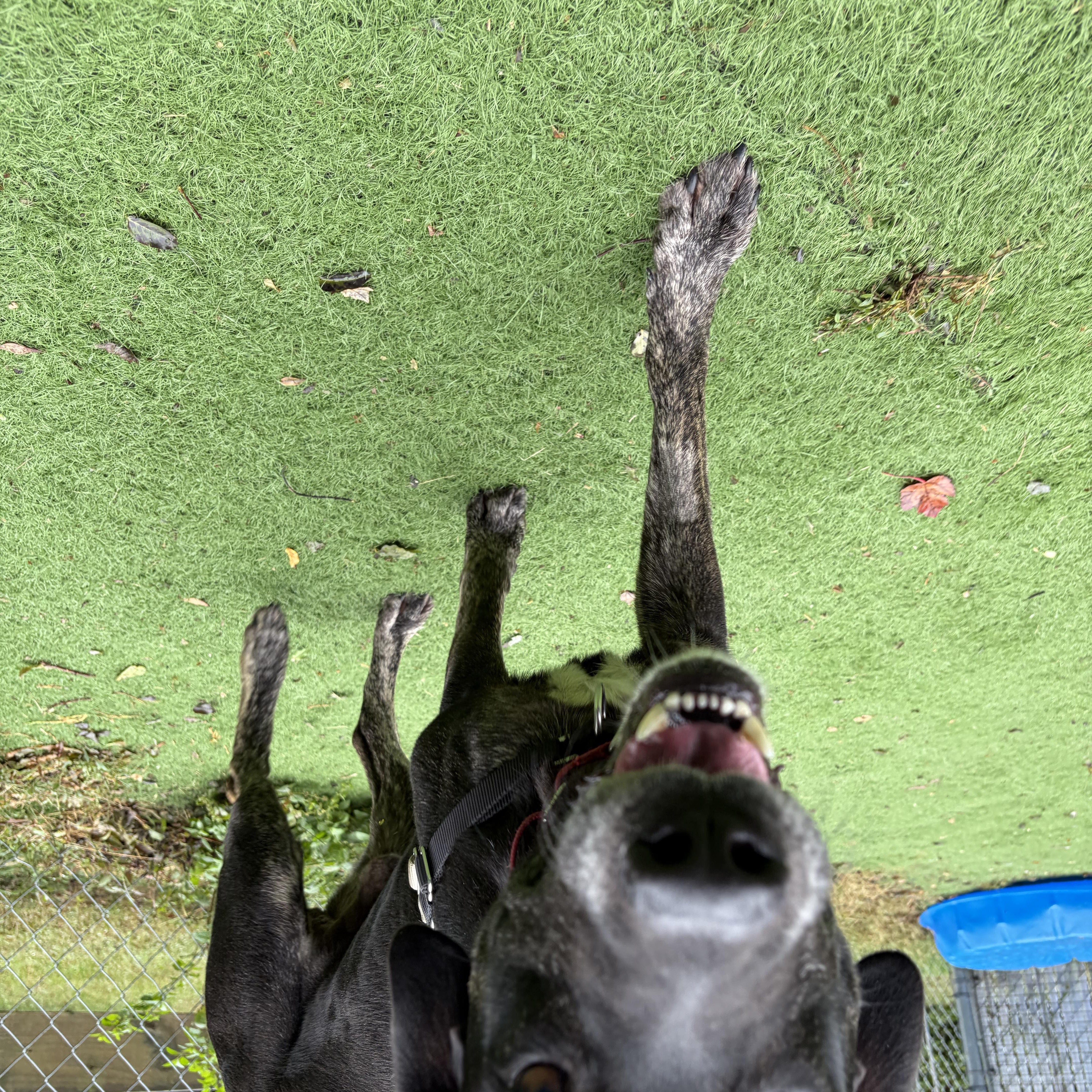 Enlarge Duke, a Adoptable mixed breed in Ocean View, NJ image 3/5