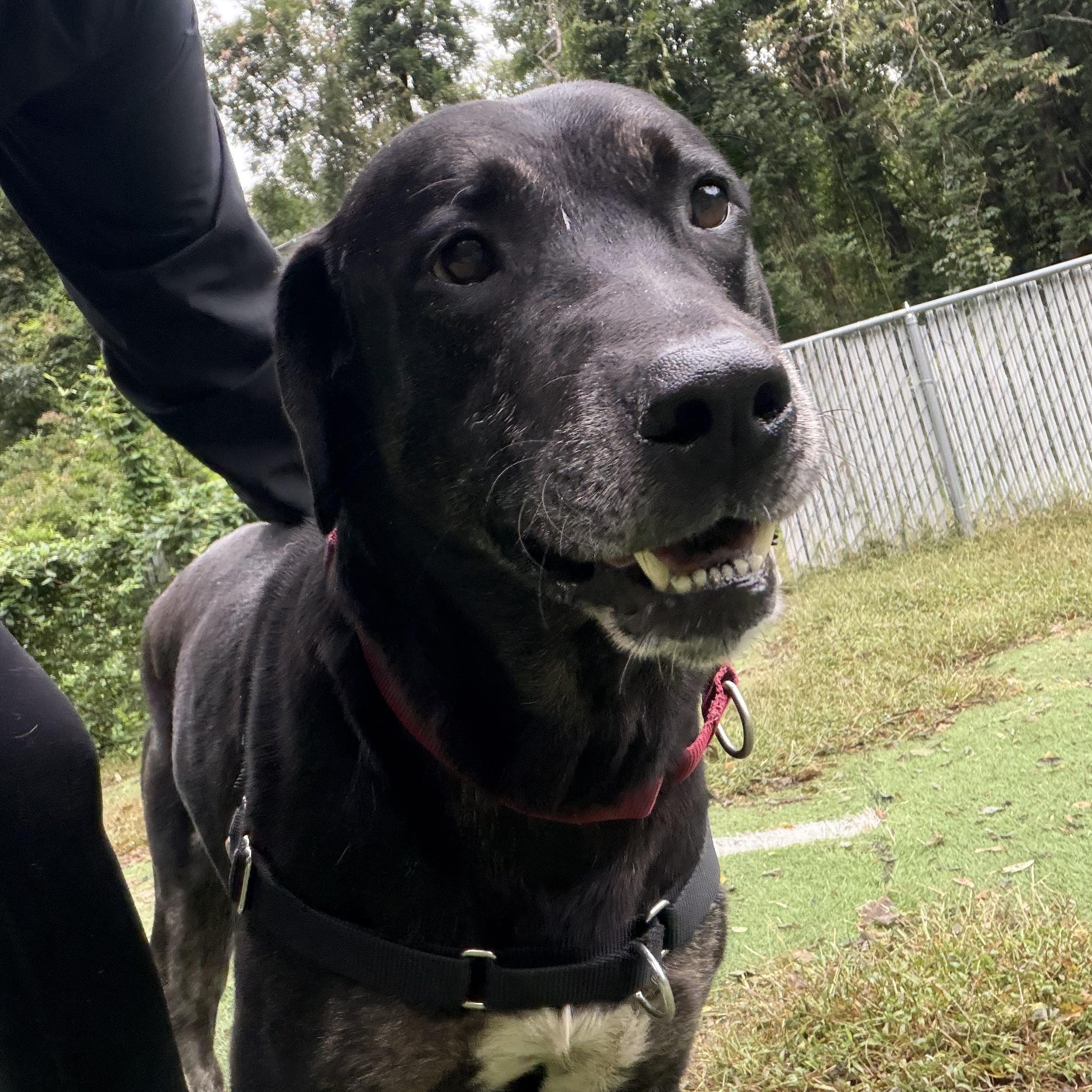 Enlarge Duke, a Adoptable mixed breed in Ocean View, NJ image 4/5