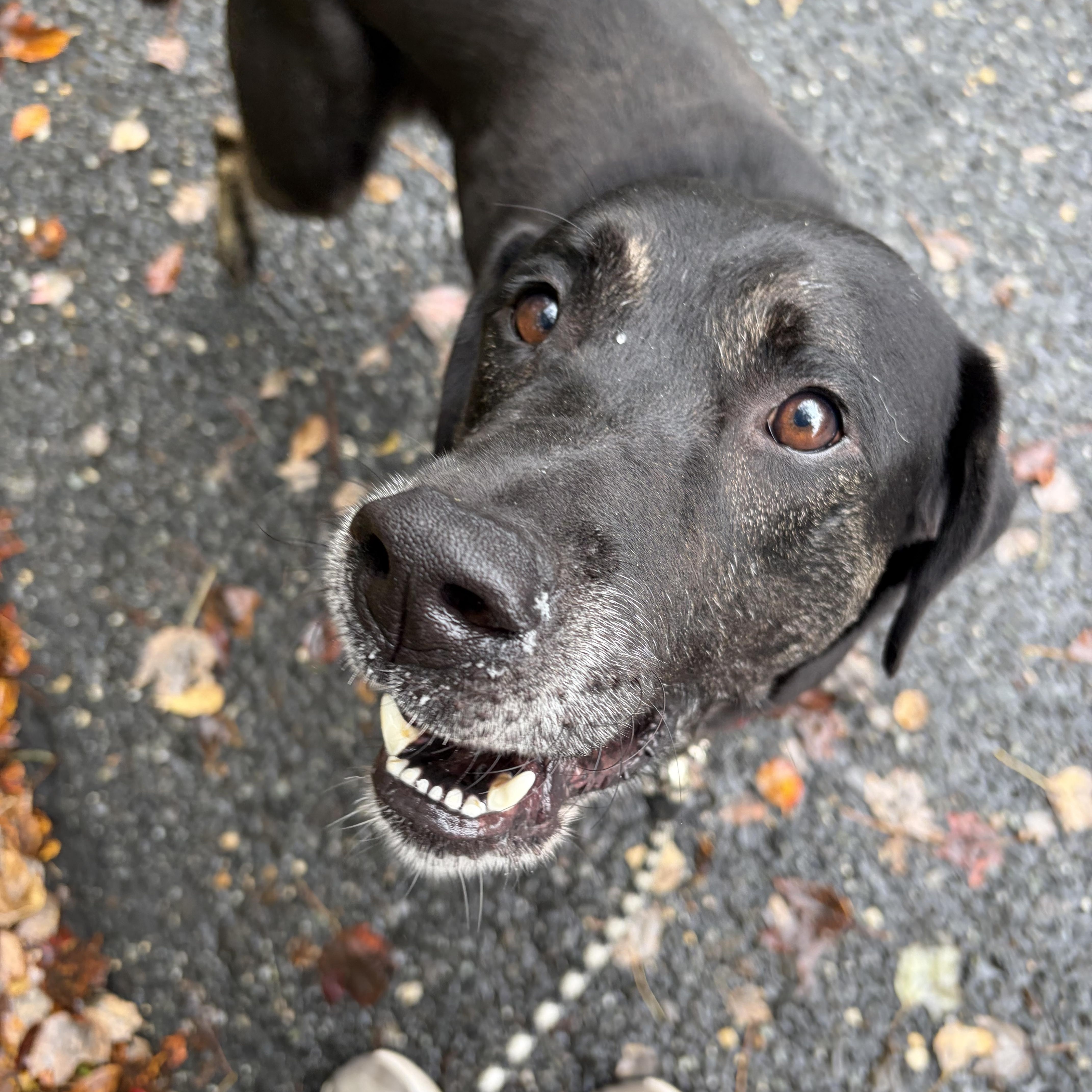Enlarge Duke, a Adoptable mixed breed in Ocean View, NJ image 2/5