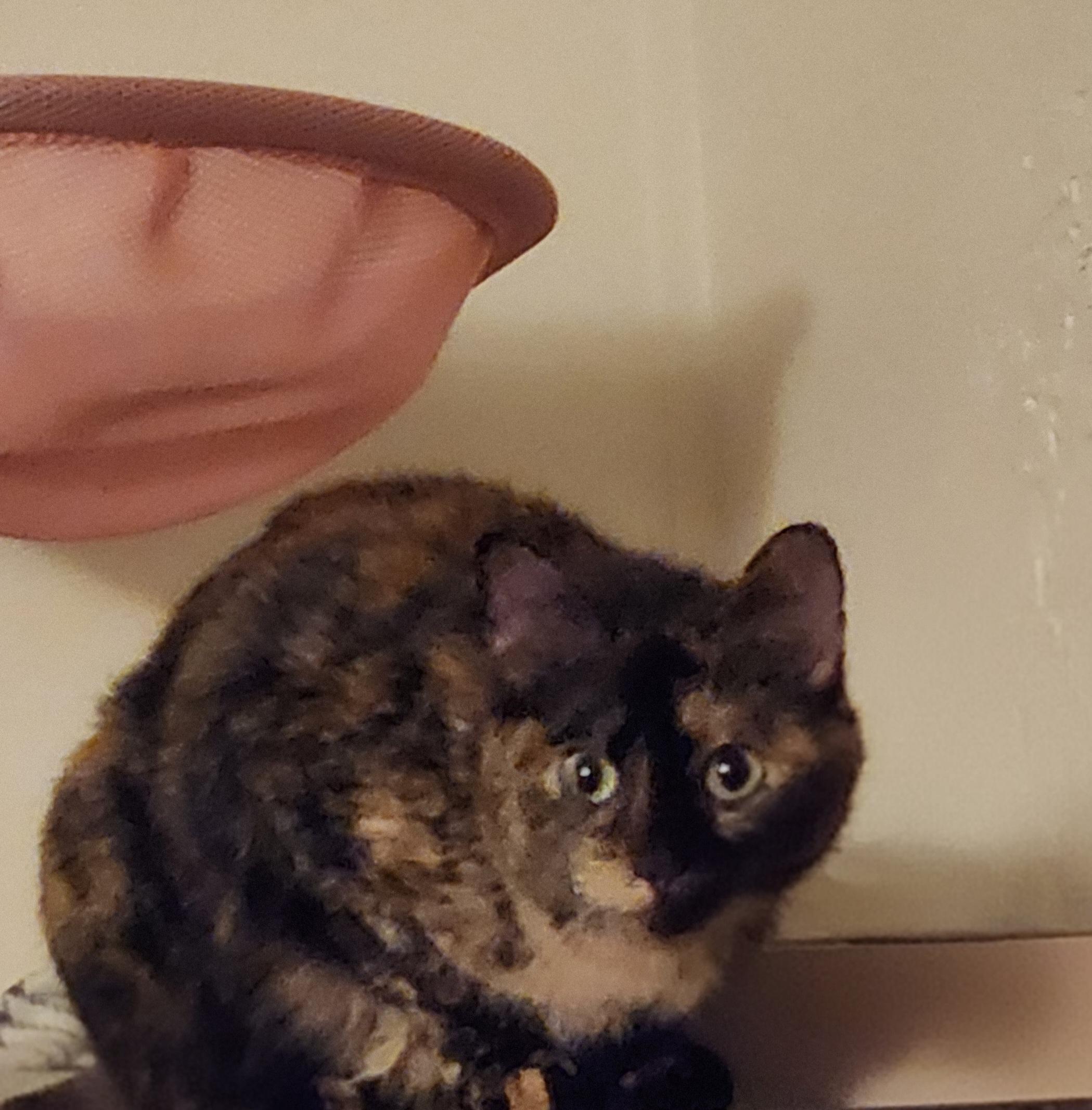 Momma, ADOPTABLE, Adult Female Tortoiseshell.
