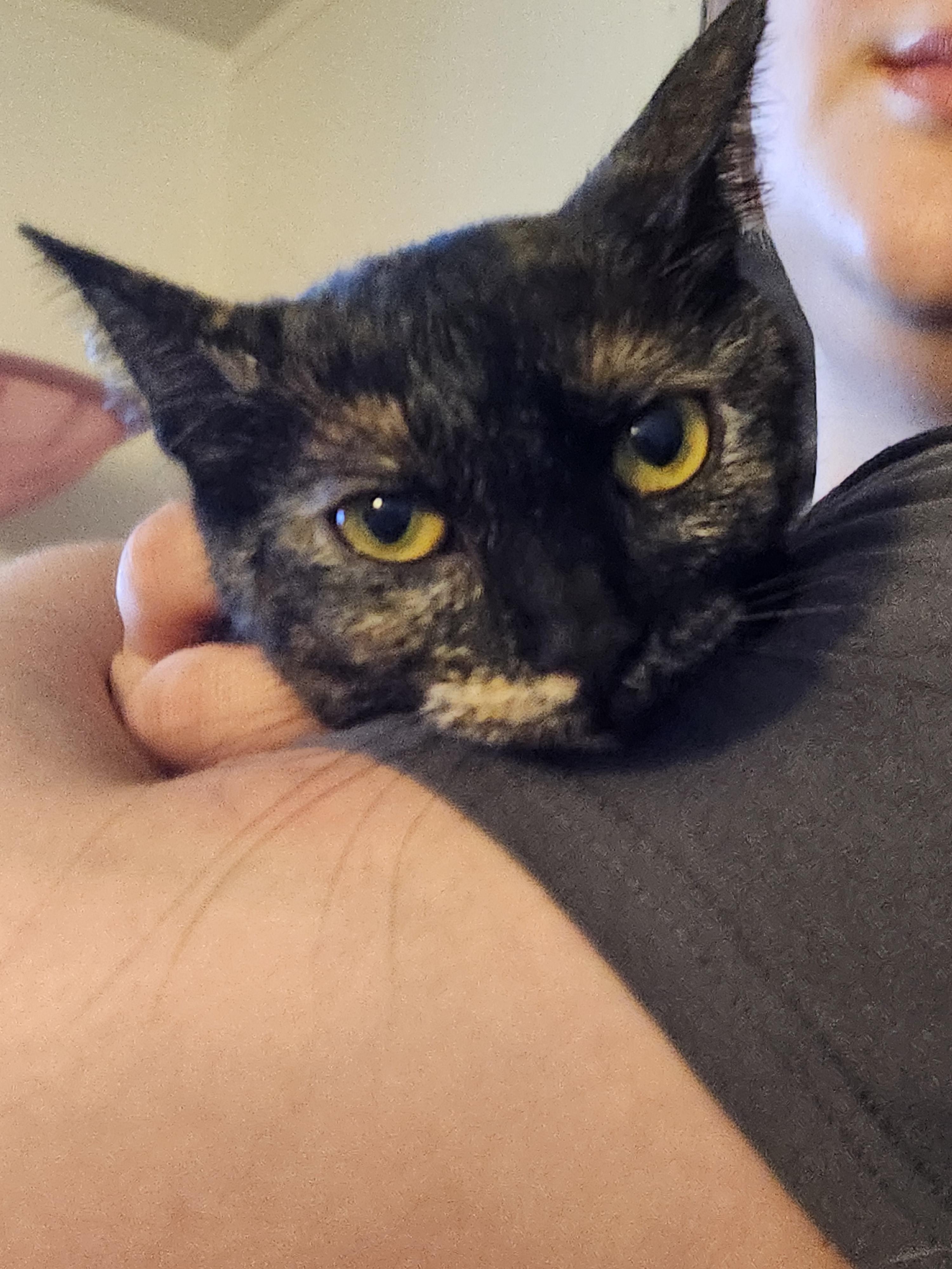 Momma, a ADOPTABLE Tortoiseshell in Mount Pleasant, TX image 3/3