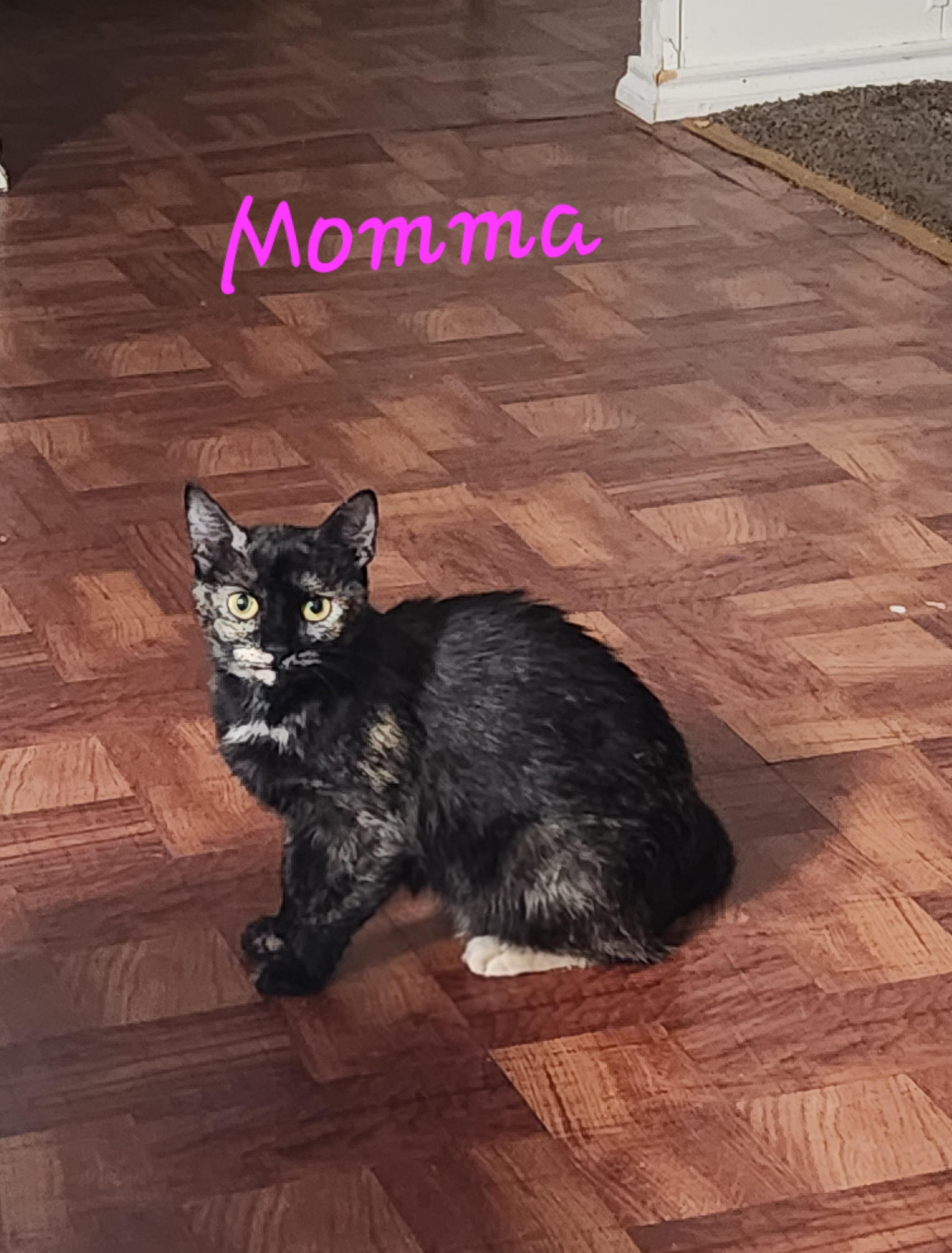 Momma, a ADOPTABLE Tortoiseshell in Mount Pleasant, TX image 2/3